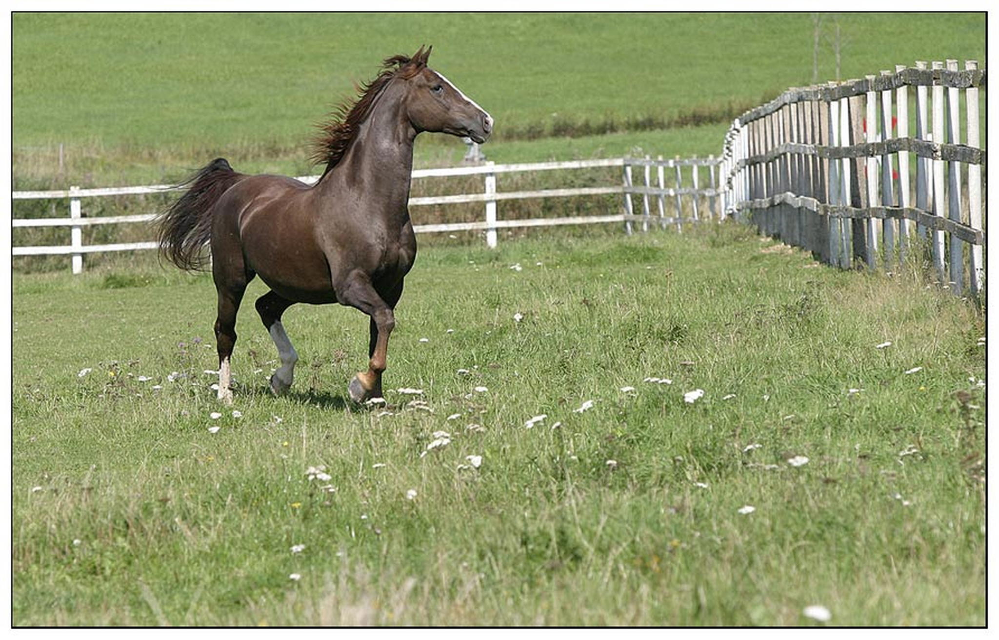 Der bermorgan 6009285739 o