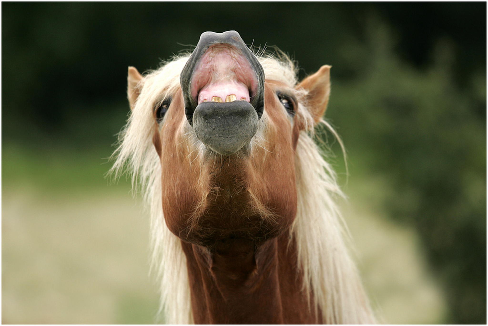 Der duft 6007806279 o