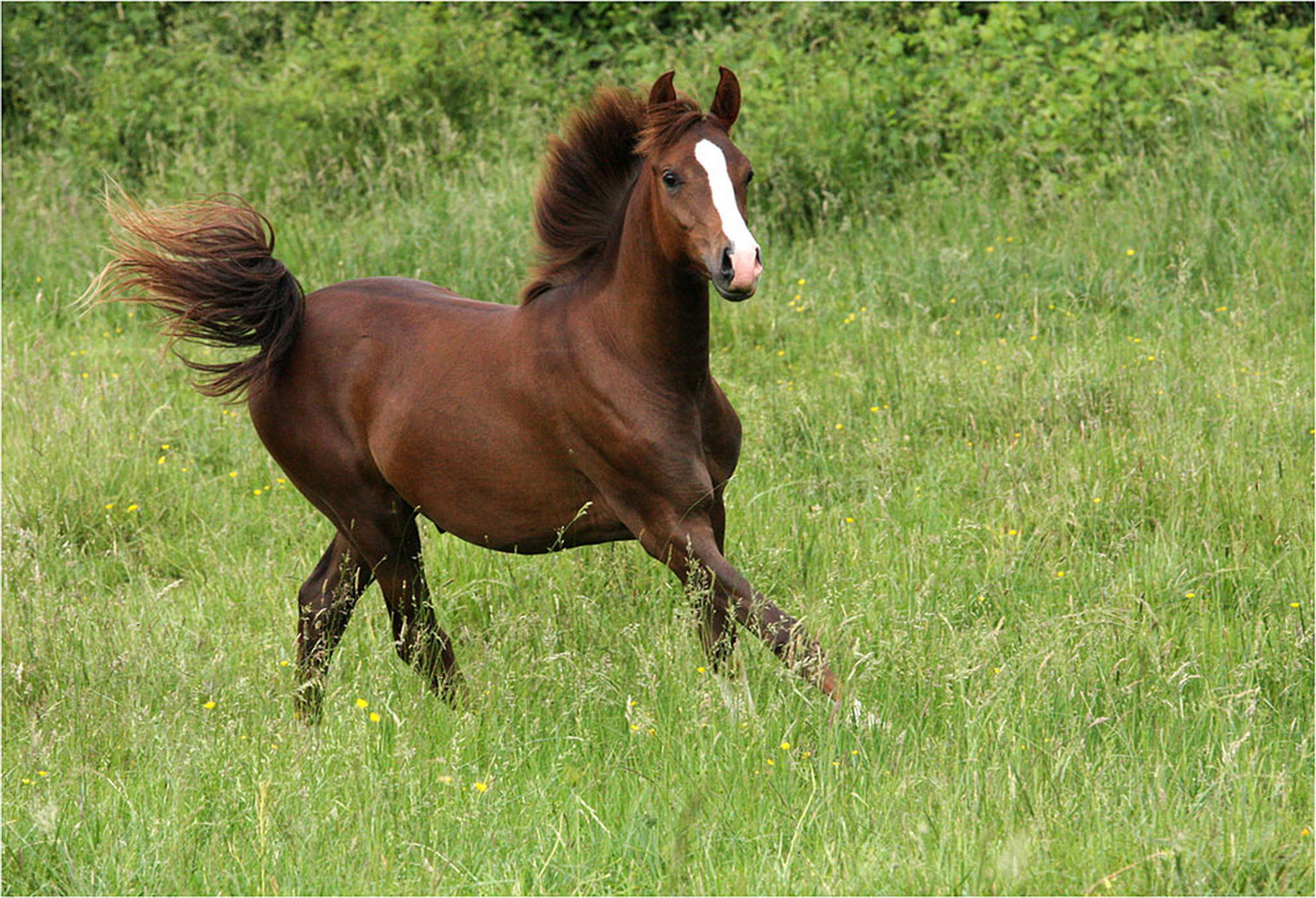 Der edle 6000270163 o