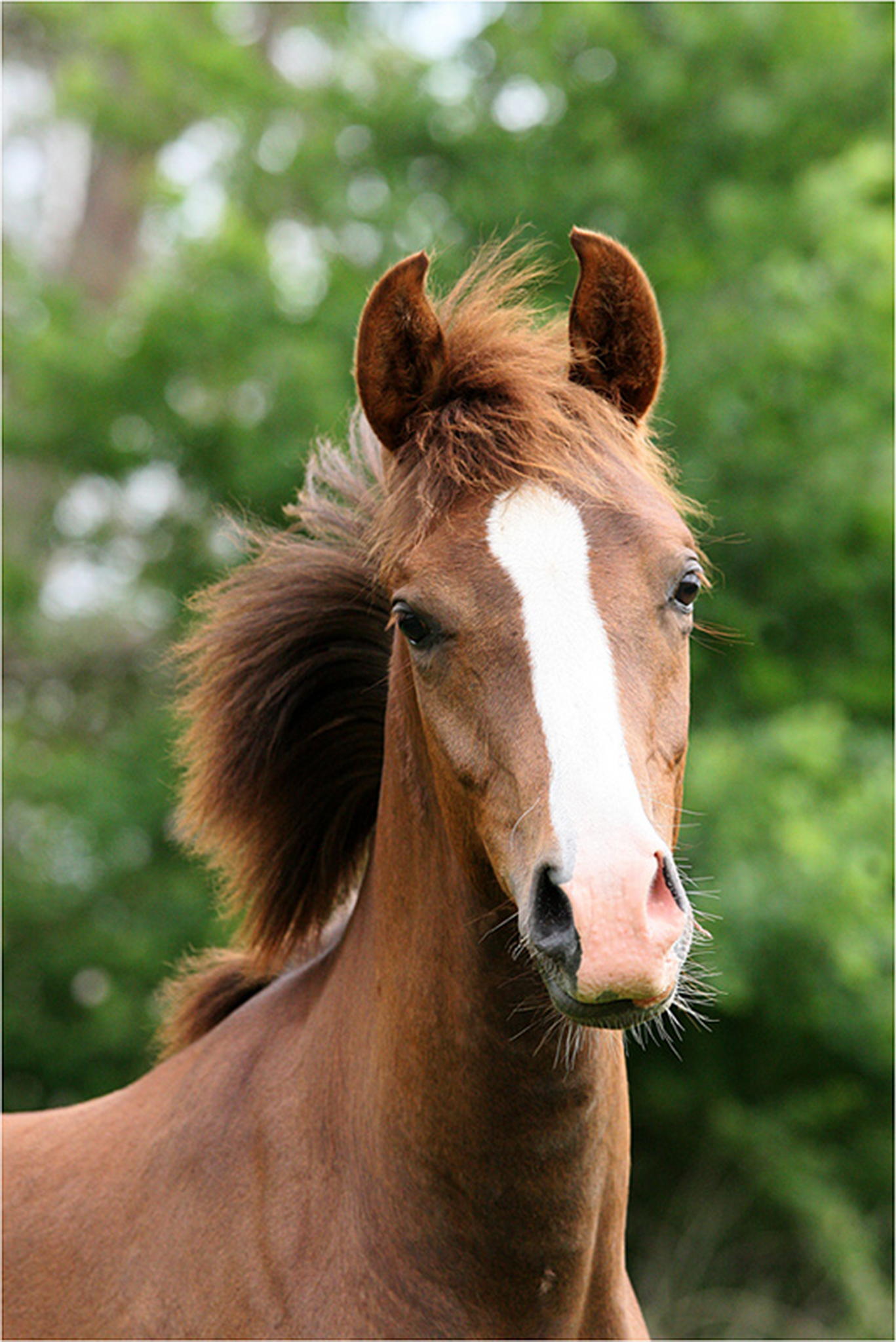 Der lausbub 6000270559 o