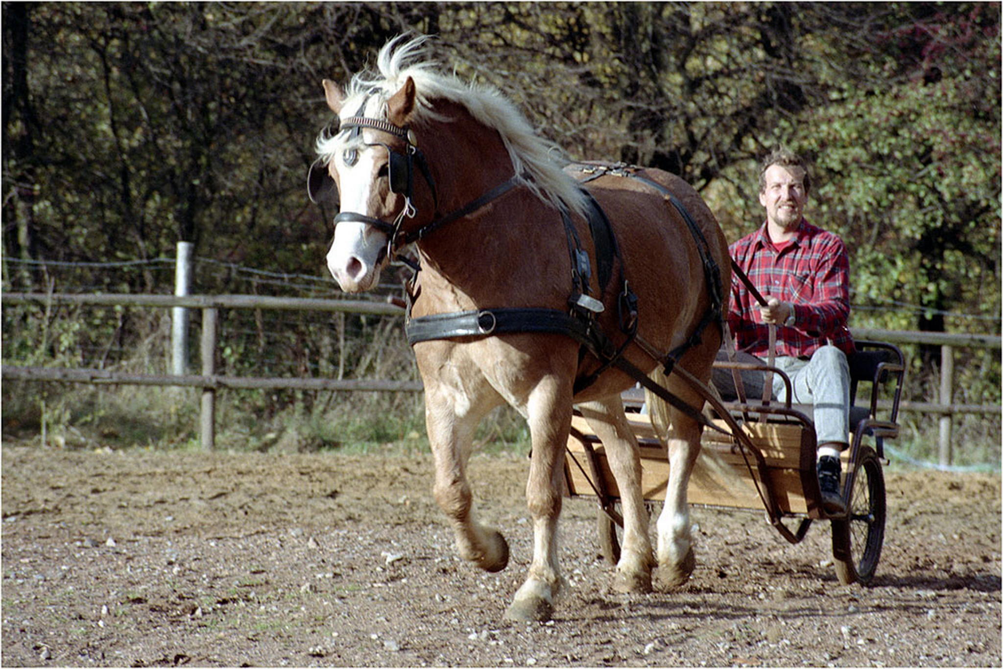 Der pferdeknipser in aktion 5999447986 o