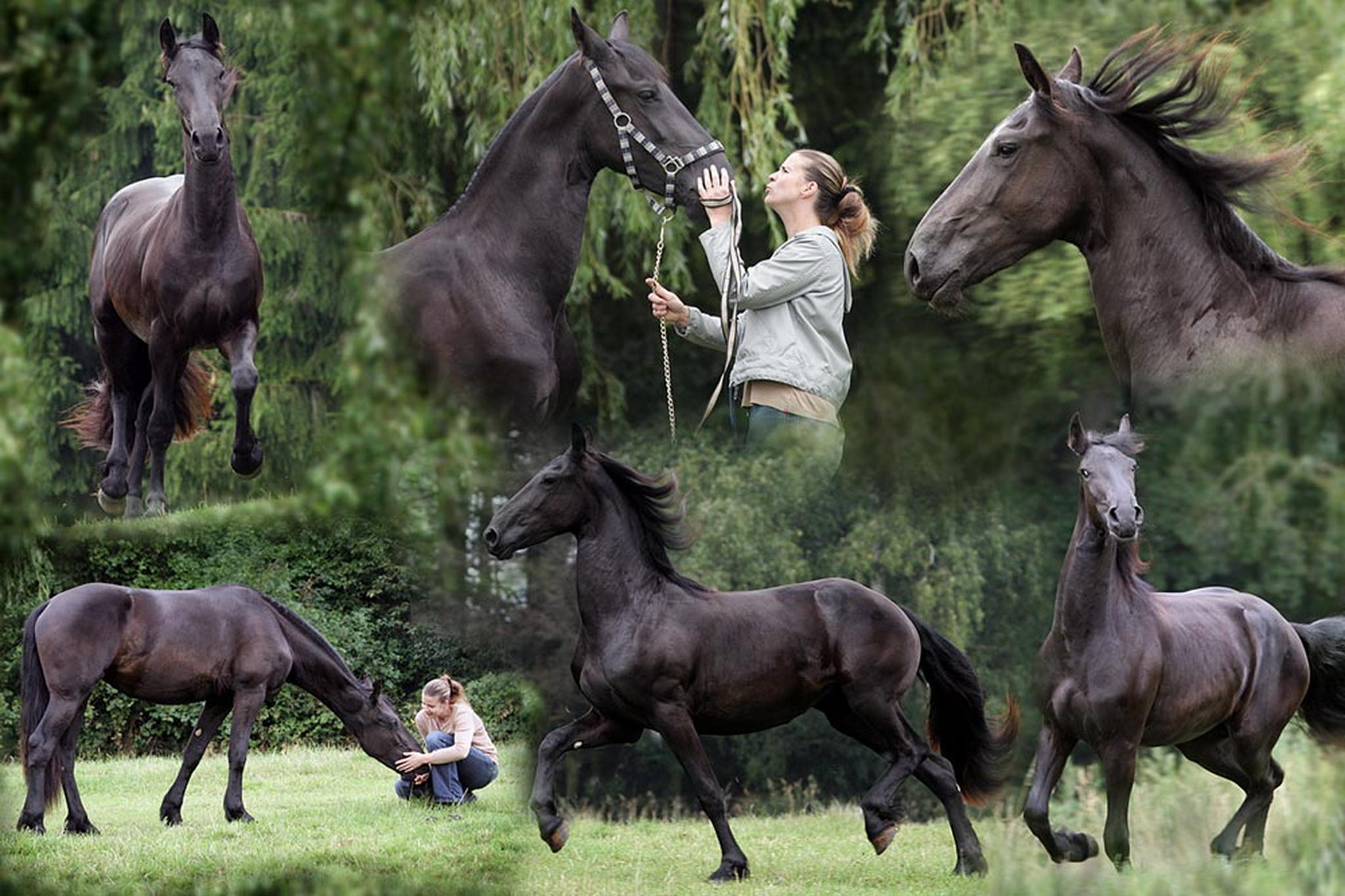 Die friesenstute nane 6001633320 o