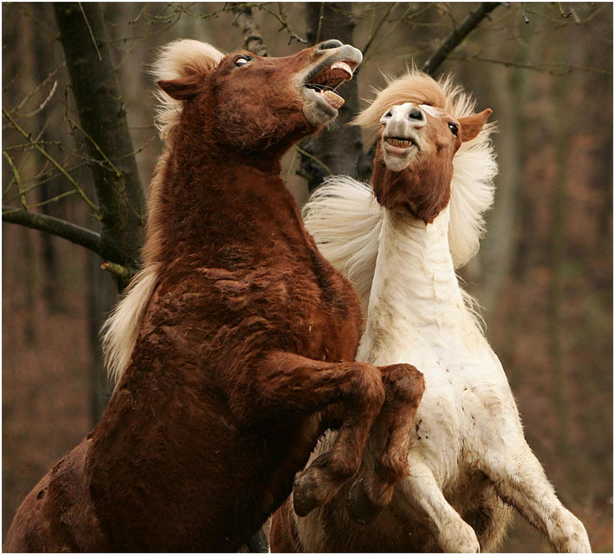 Dingdong nchste runde 6001550688 o