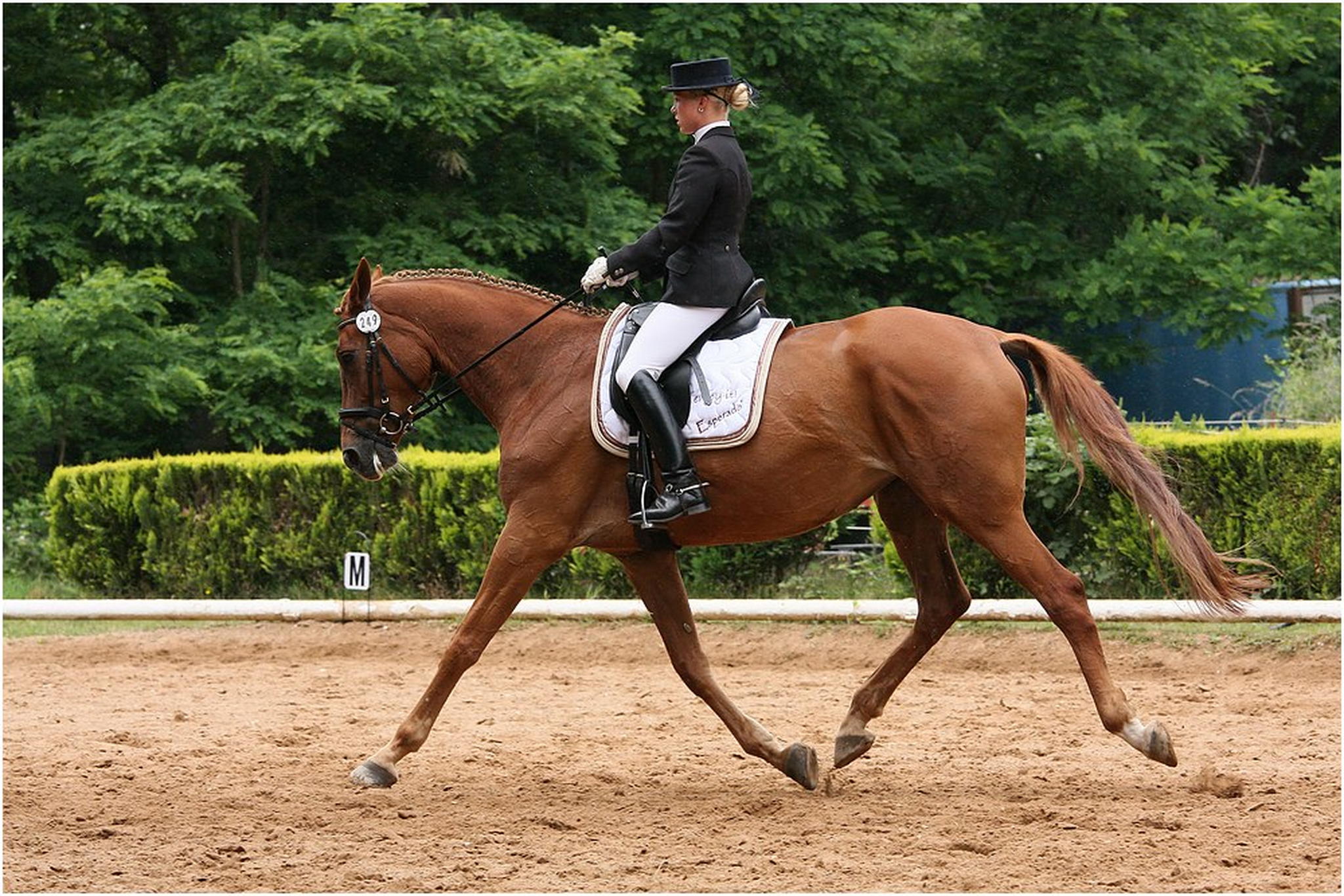 Dressur 02 6000817984 o