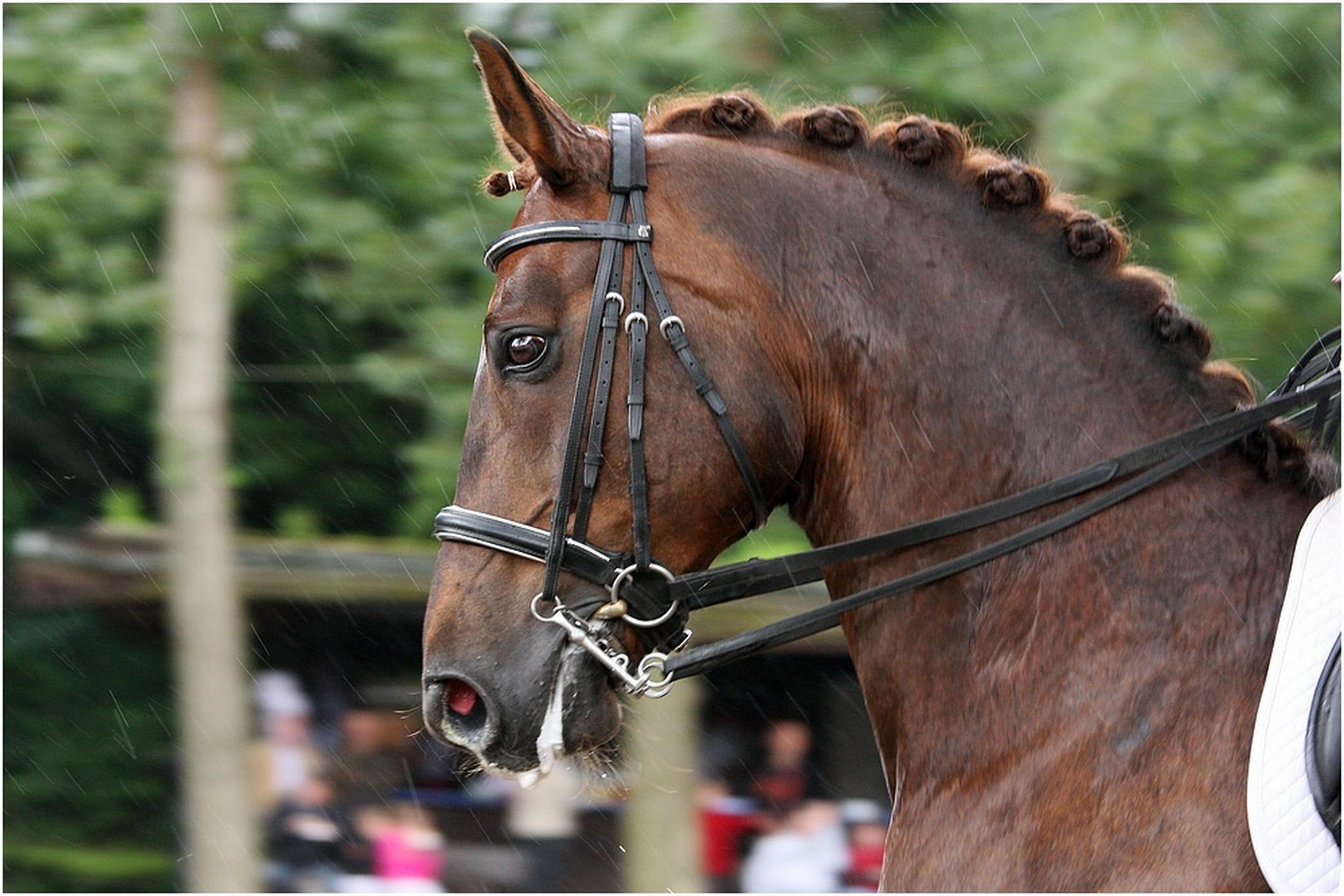 Dressur 03 6000268703 o