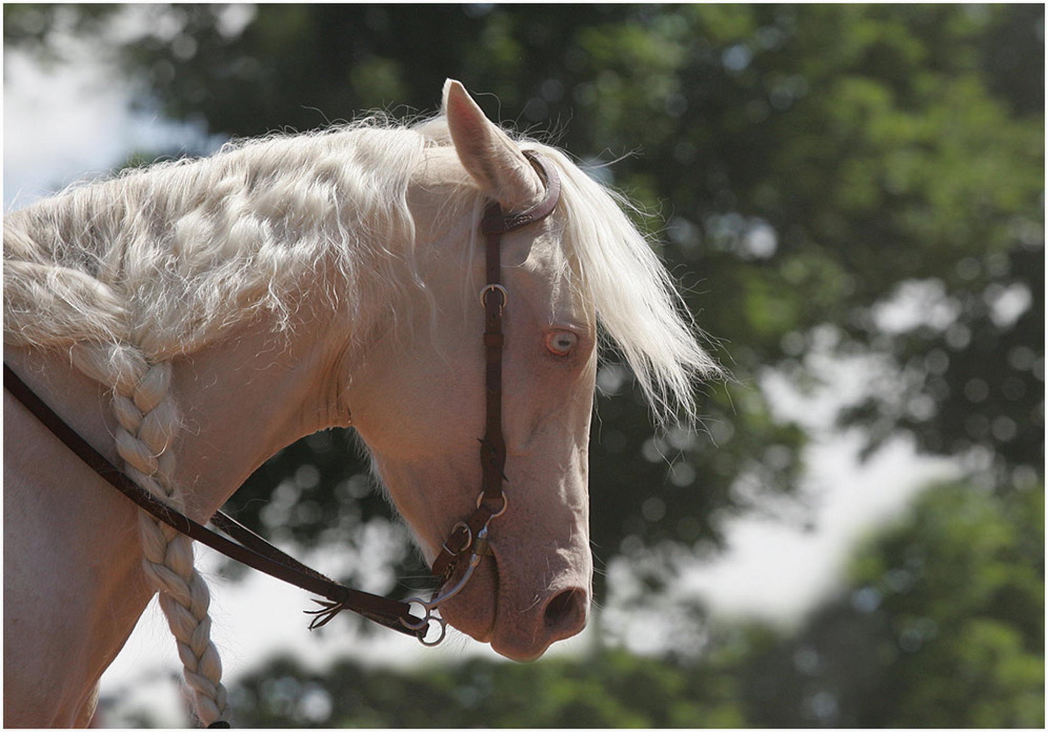 Ein cremello 6001641606 o