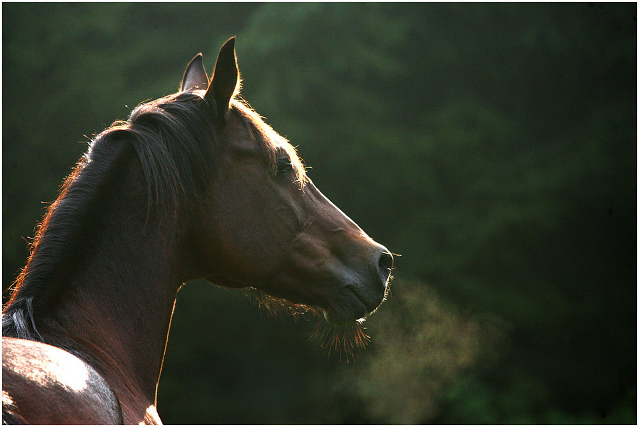 Ein hbscher traber 01 6001551572 o