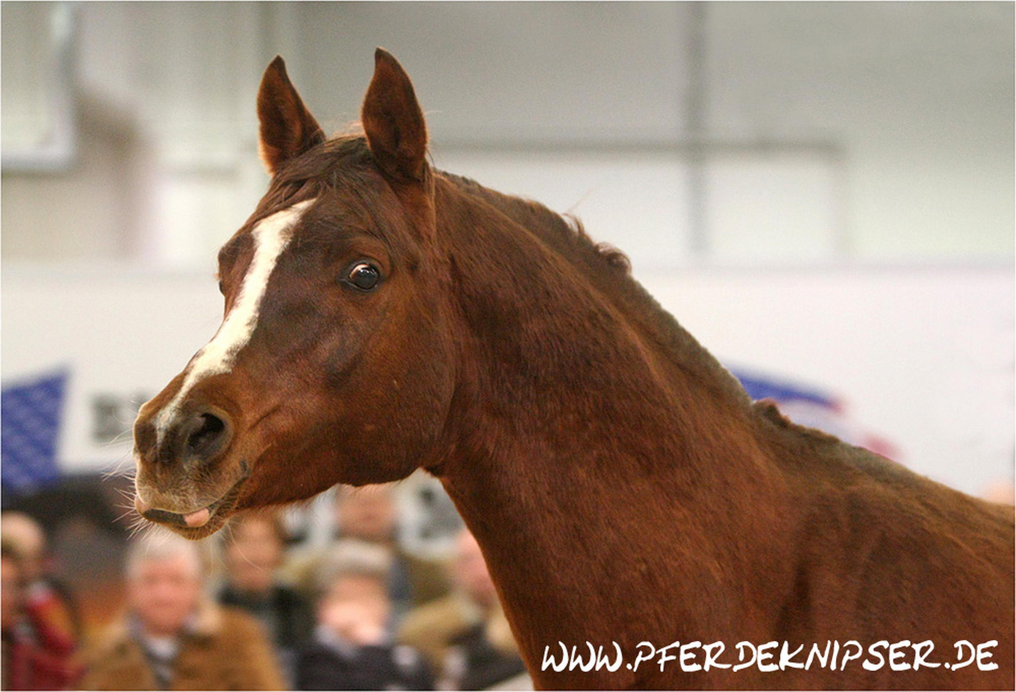 Ein netter araber aus luxemburg 6001139645 o