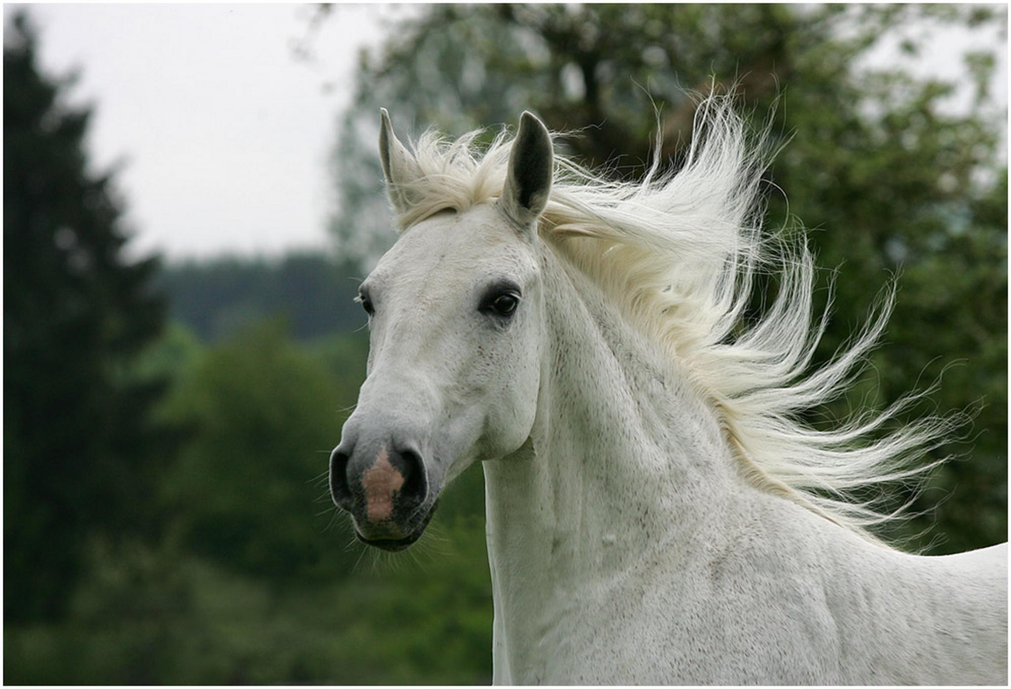 Eine edle aus piper 6008353130 o