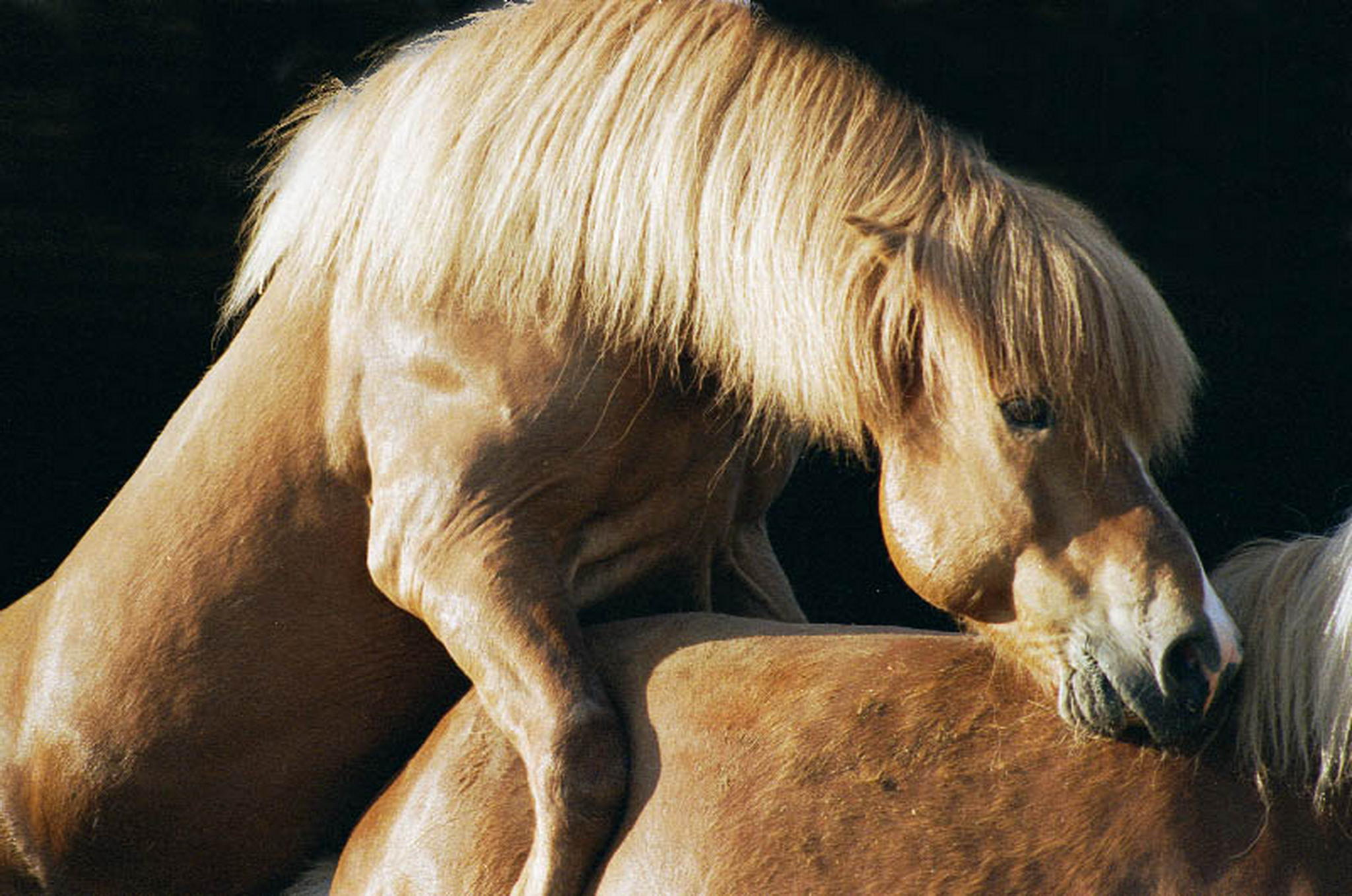 Eines meiner liebsten hengstfotos 6010838872 o