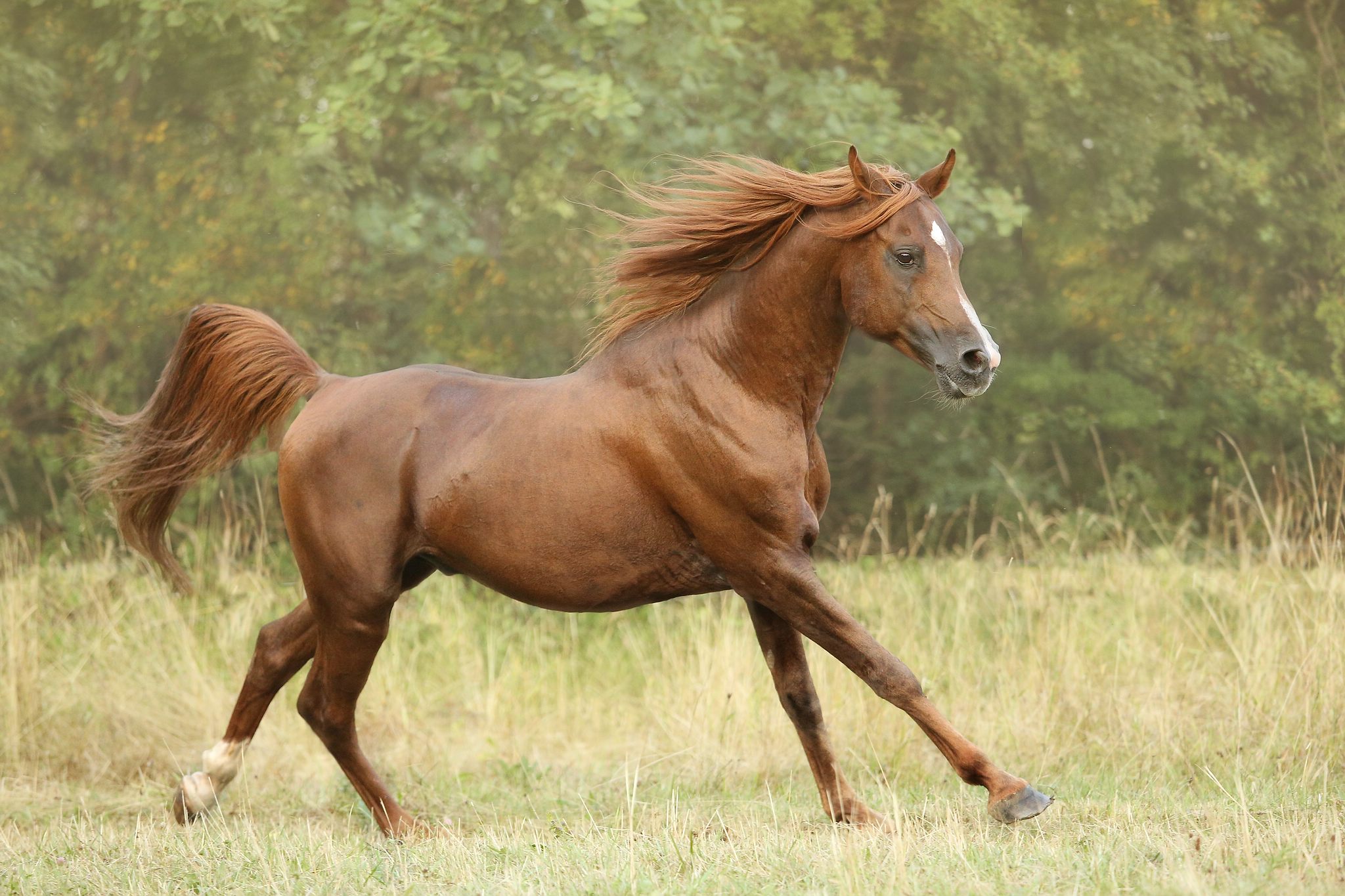 En shamal ibn rifas 20357292050 o