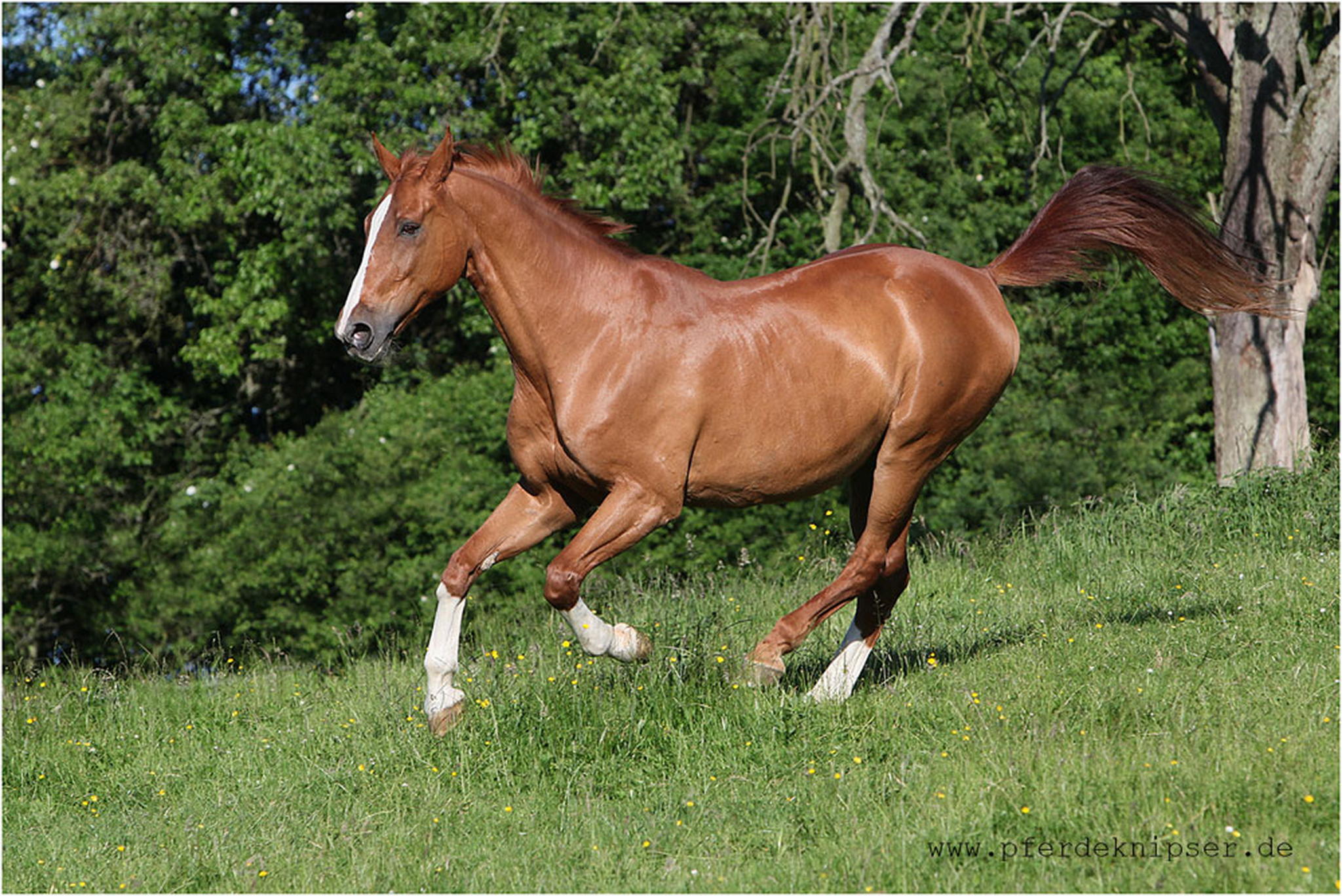 Faro 23 lenze 6000177037 o