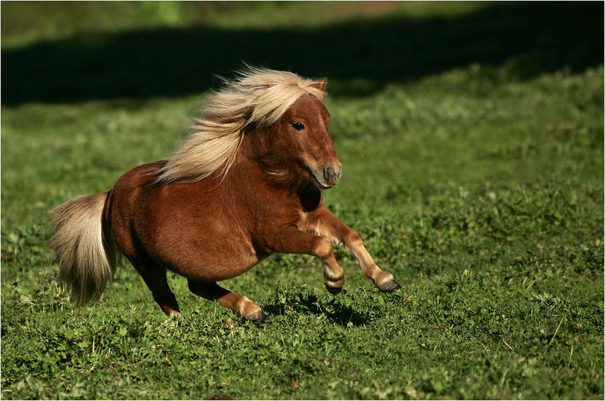 Flotter rasenmher 6000431663 o