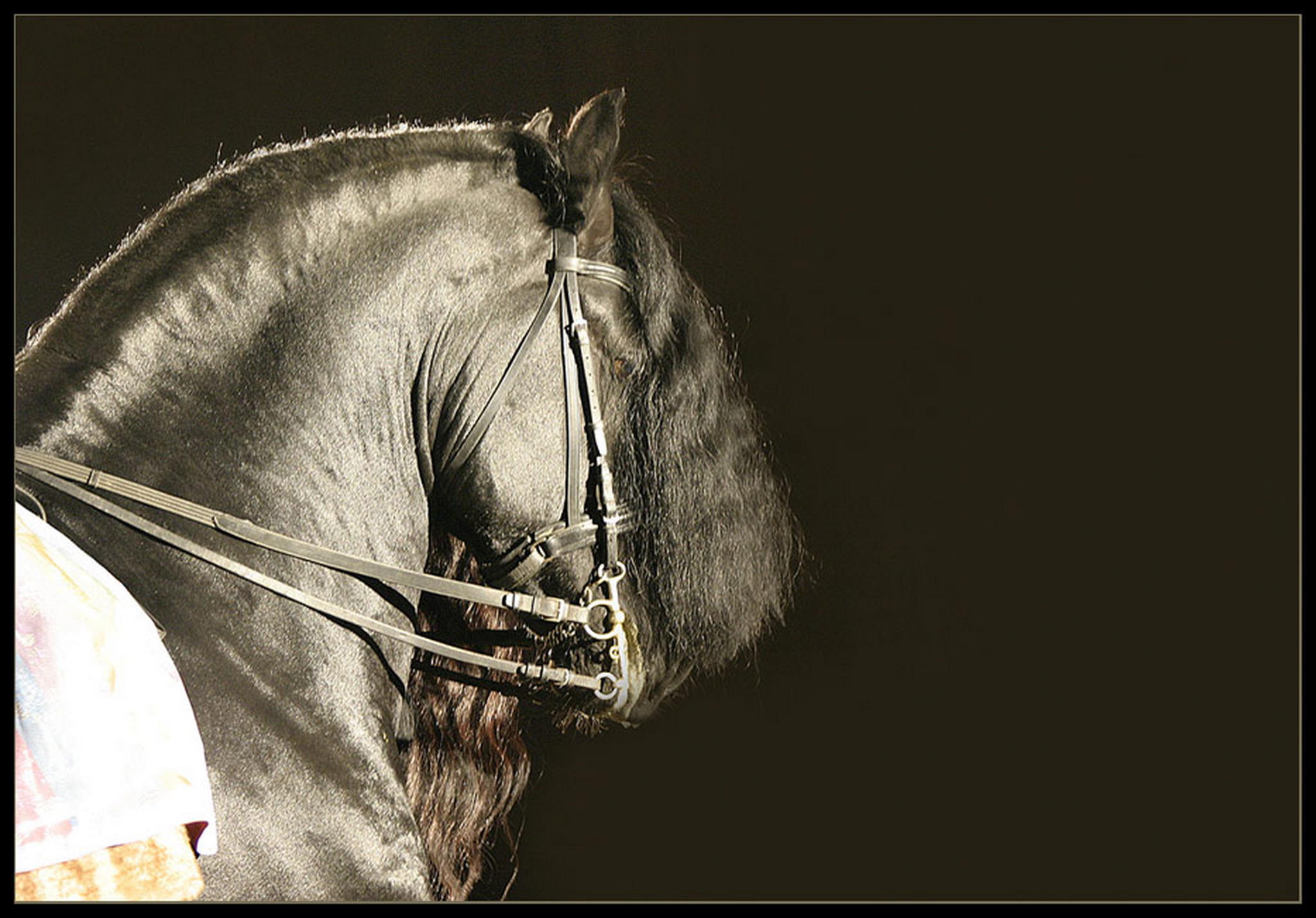 Fr die friesenfans 6009705464 o