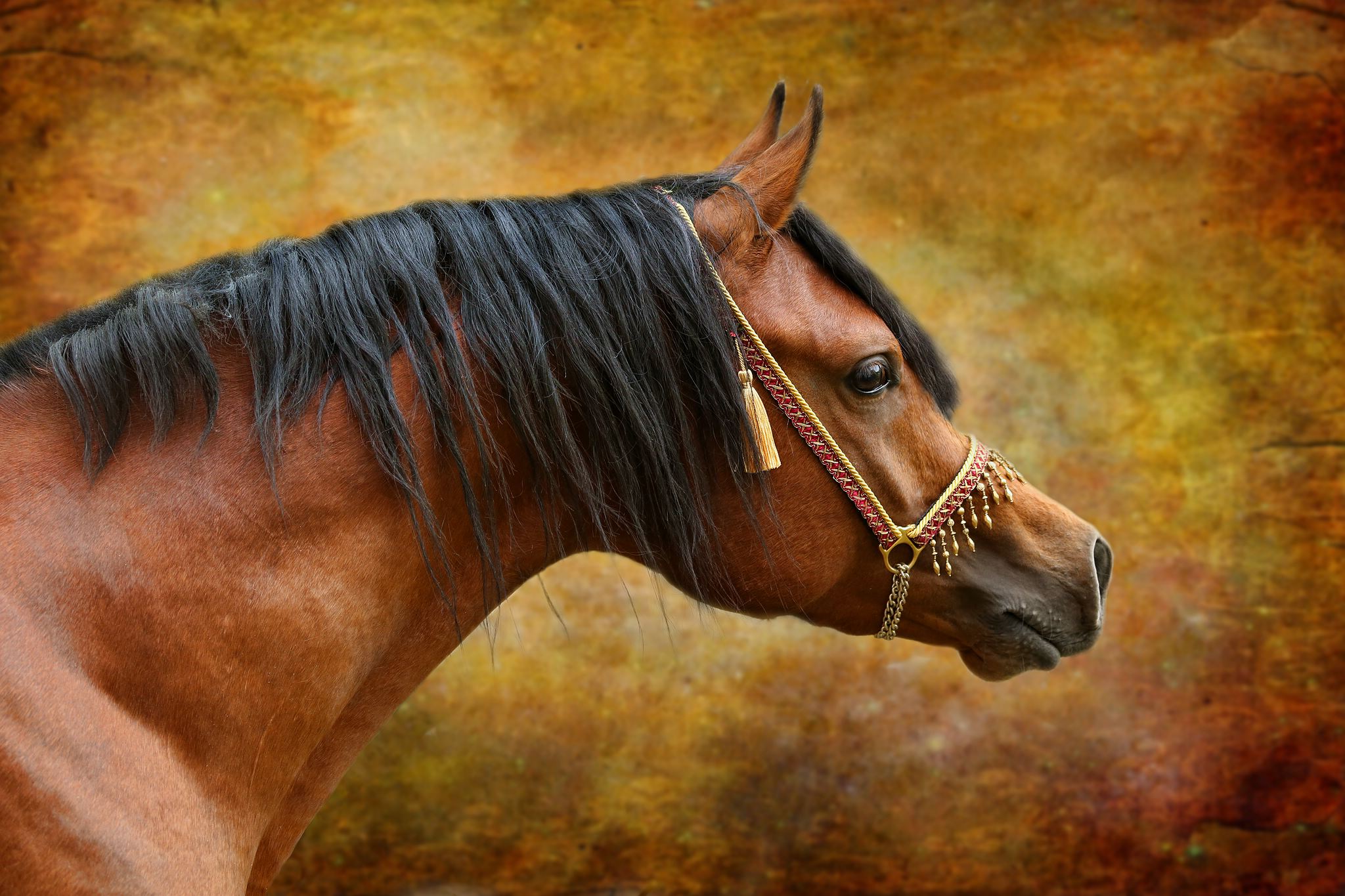 Fr martin 14111074589 o