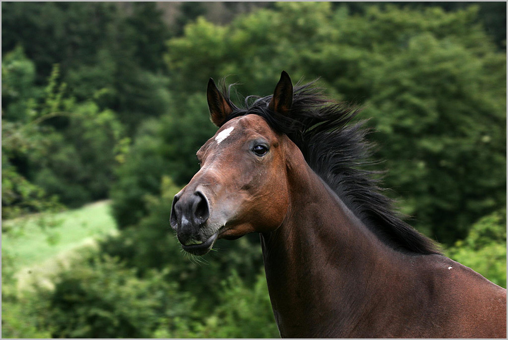 Freiheit 6001018070 o