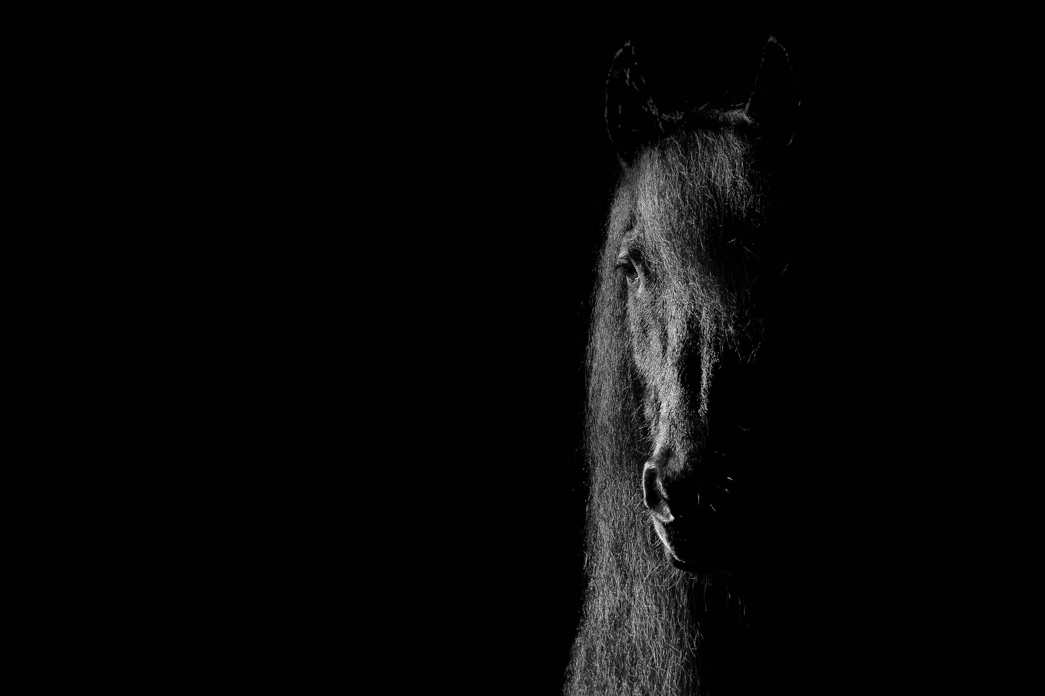 Friese 28022790406 o