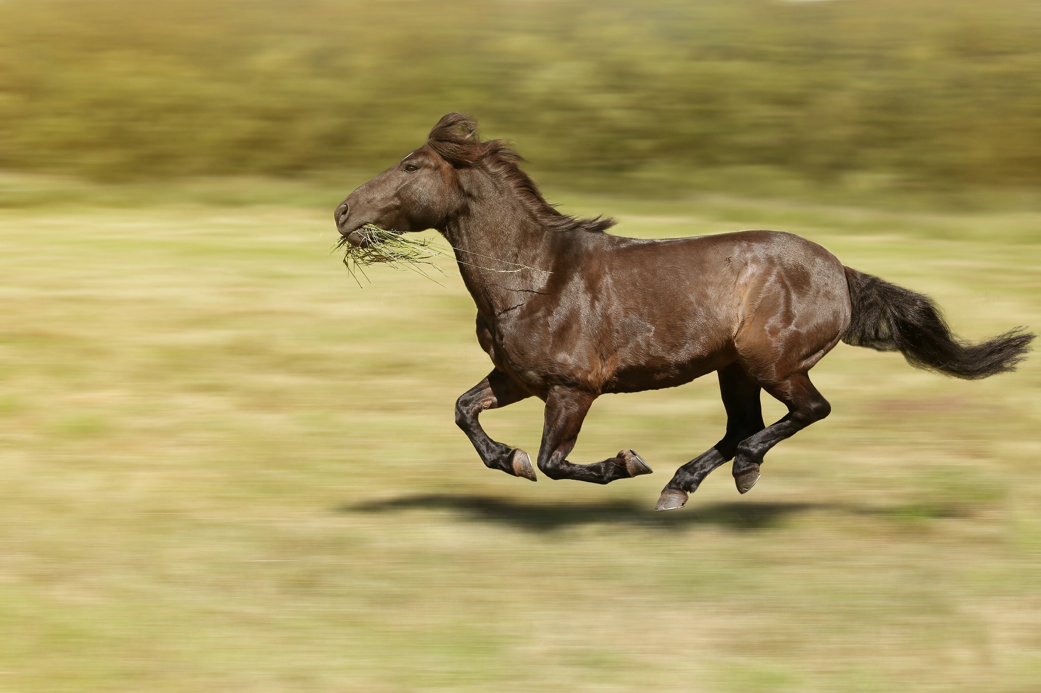 Fury fullspeed 14368489511 o