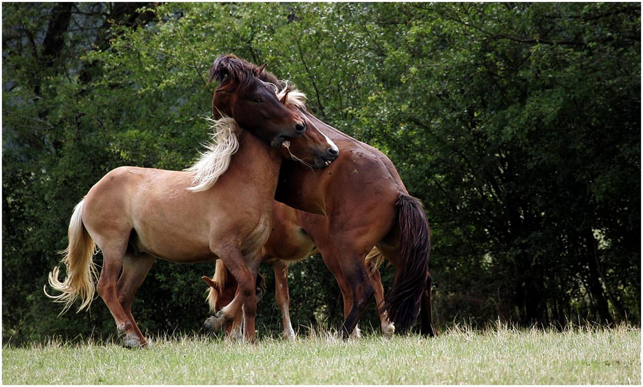 Gelenkig 6001632738 o