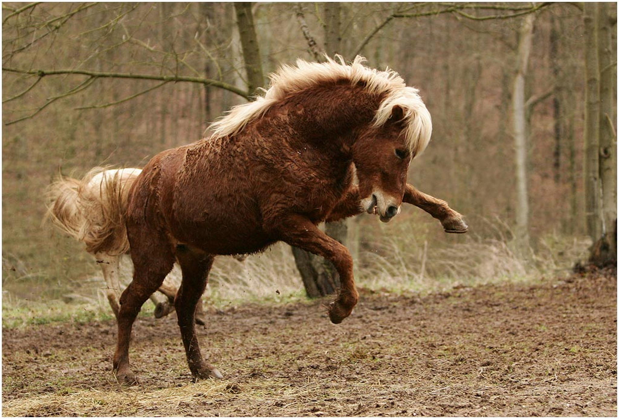 Geysir hpft wieder 6001551202 o
