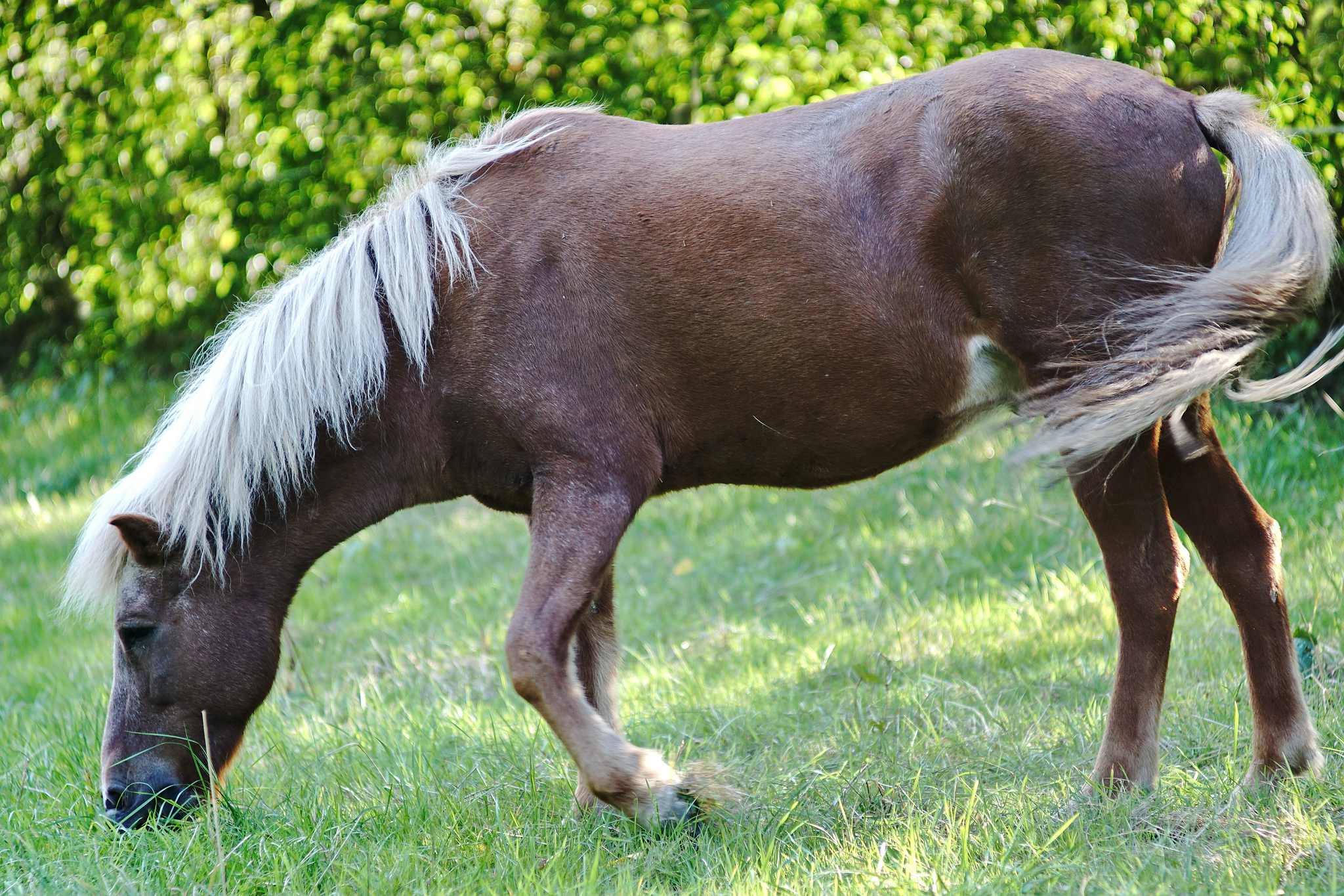 Geysir 21142782639 o
