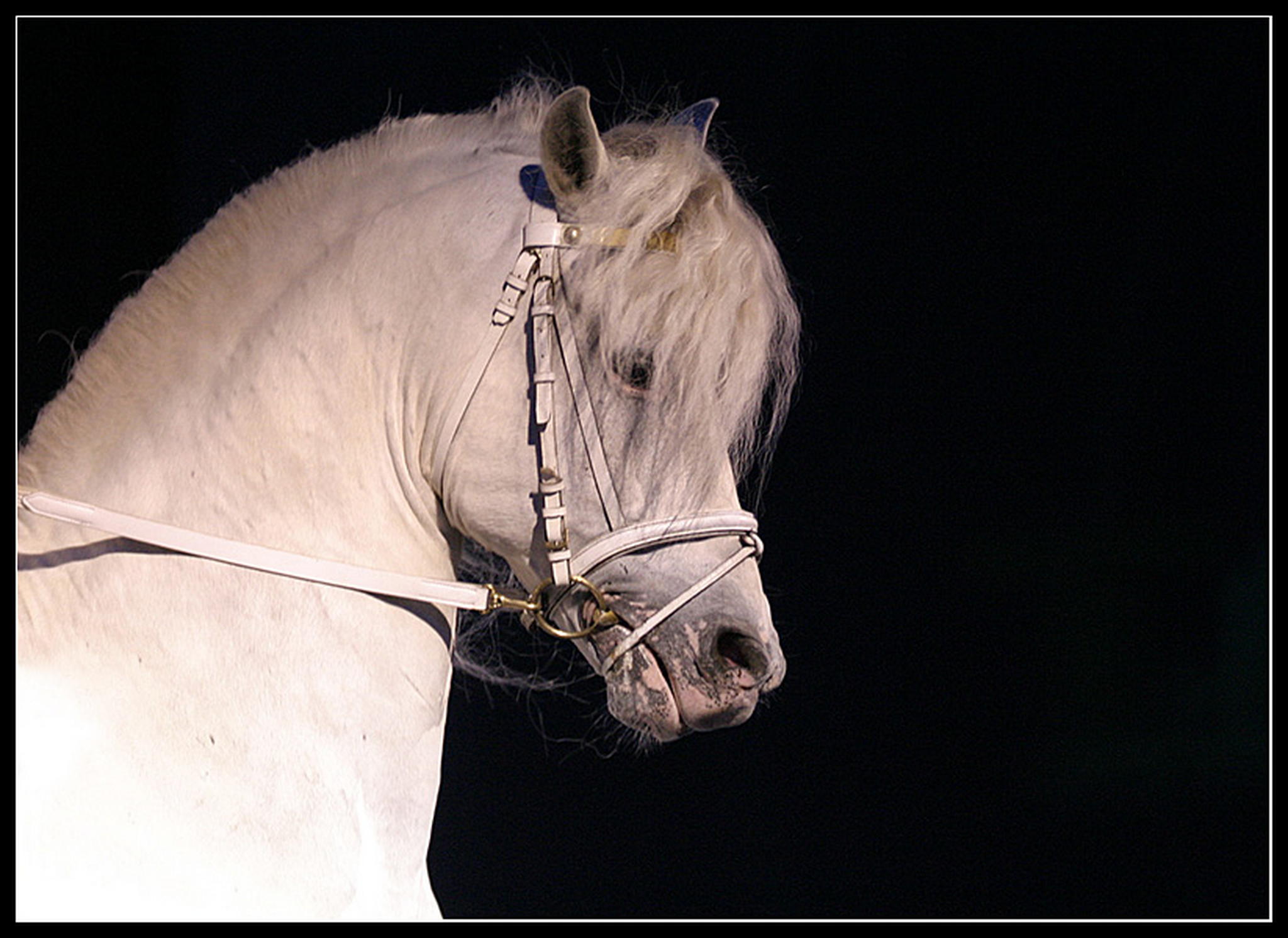 Goa 03    ich trumte 6009290789 o