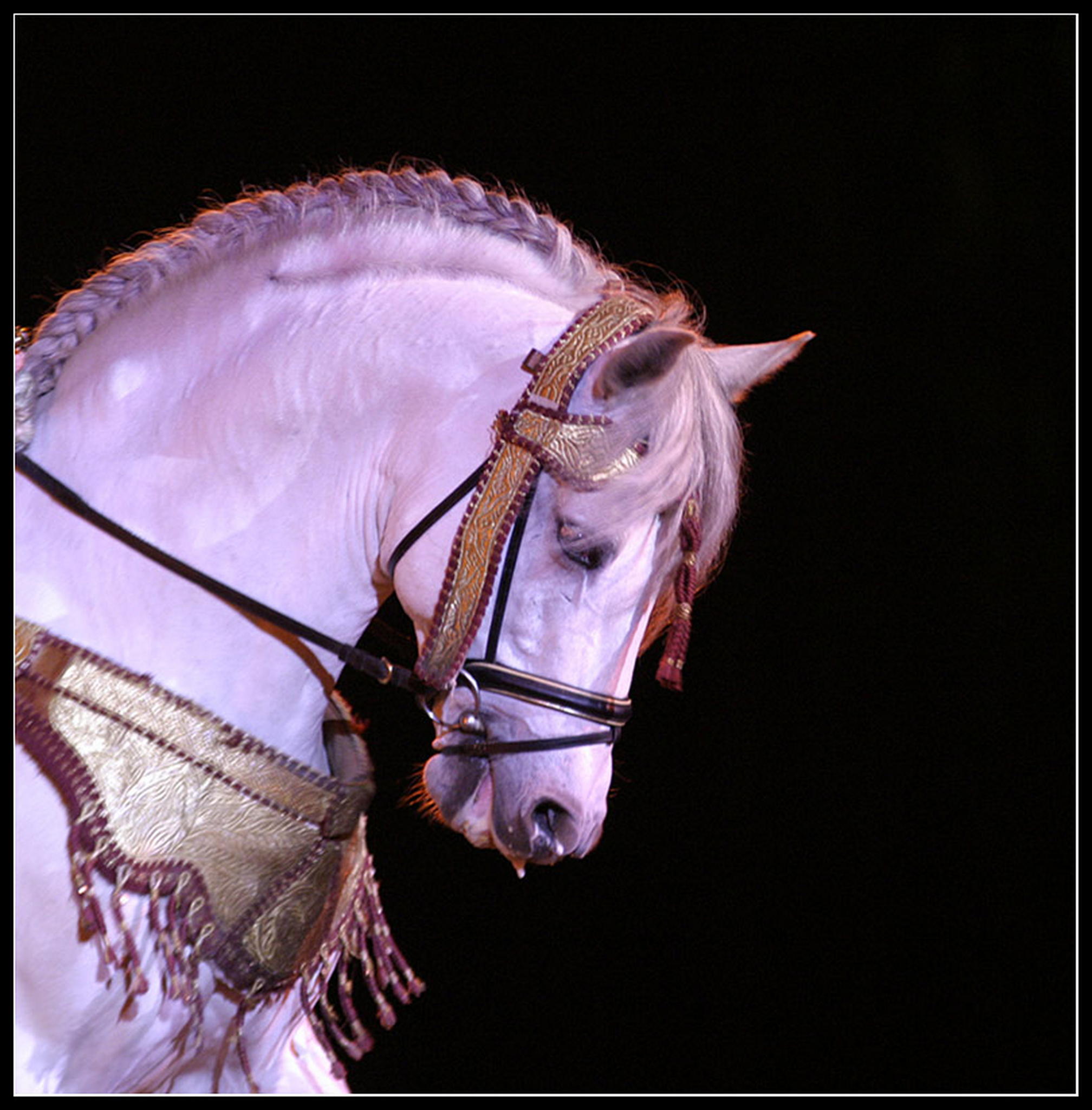 Goa 05    ich trumte 6009290455 o