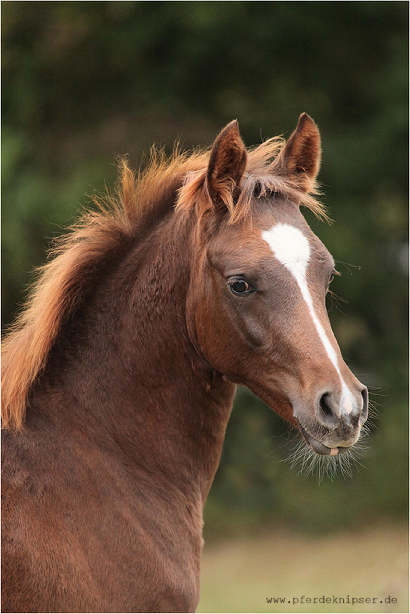 Heute wieder araber 5999451136 o