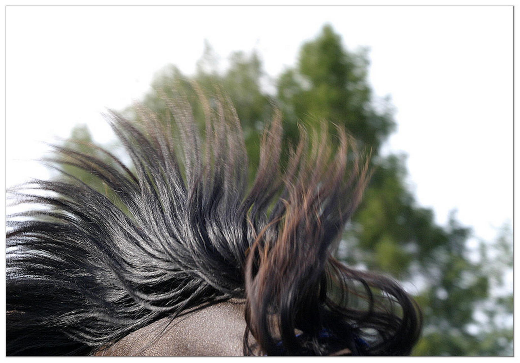 Horsewaves 6009833874 o