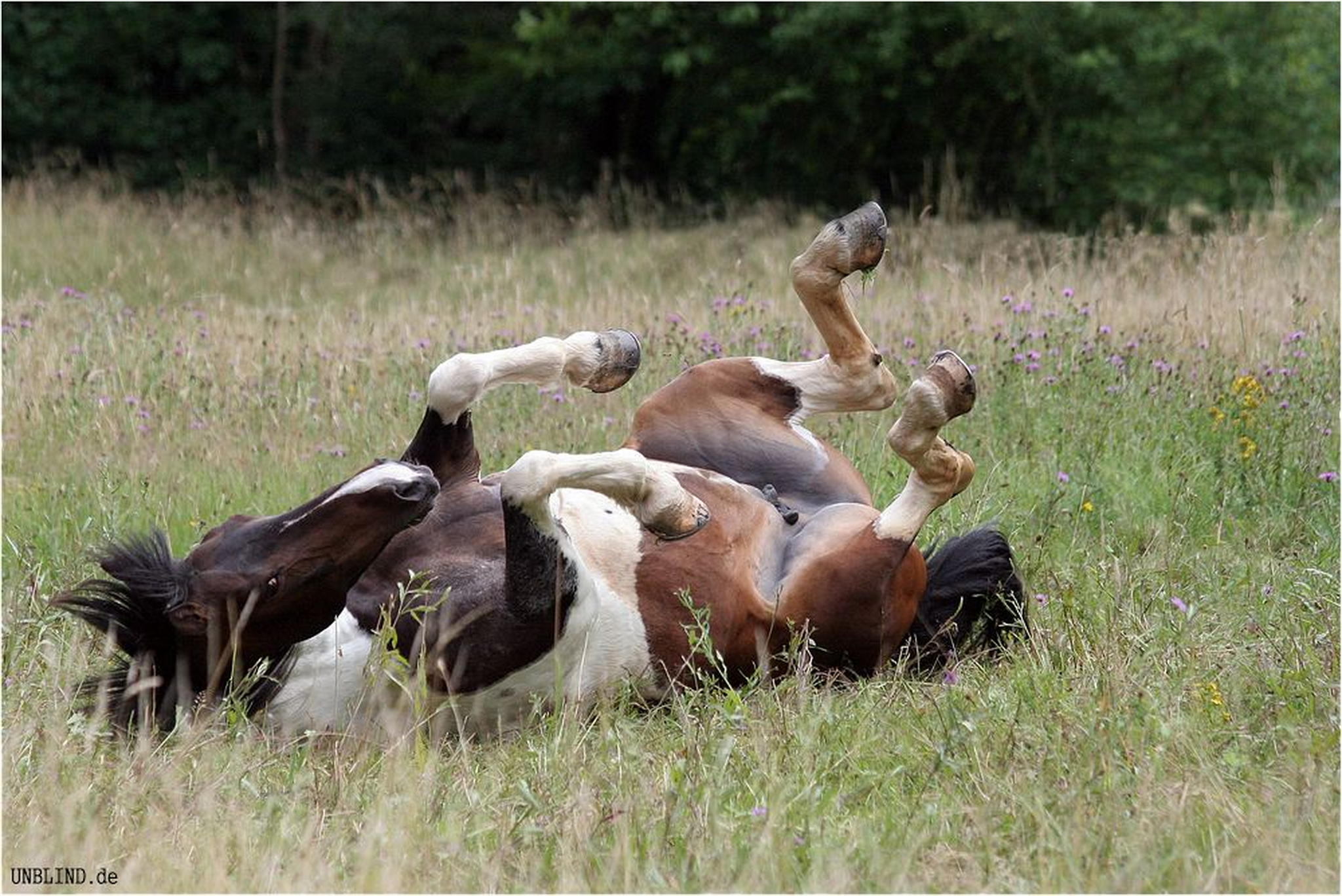 Horsewellness 5999439720 o