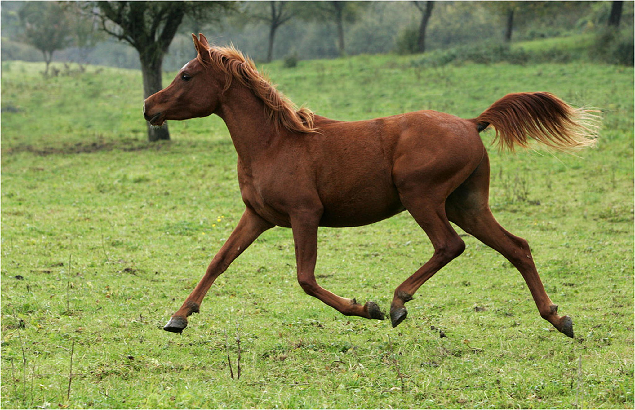 Ich geb gas 6000931262 o