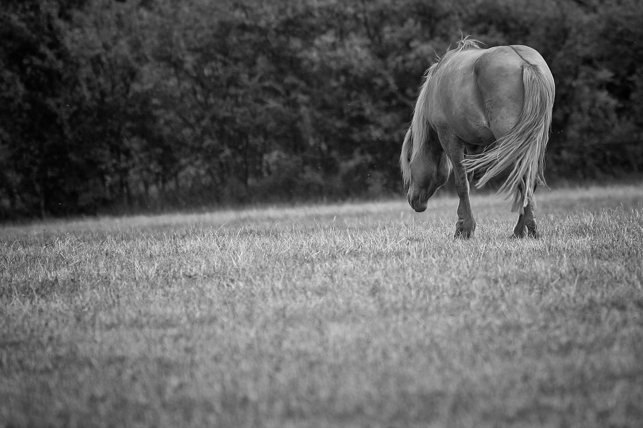 Id0w8795sw 53222250888 o