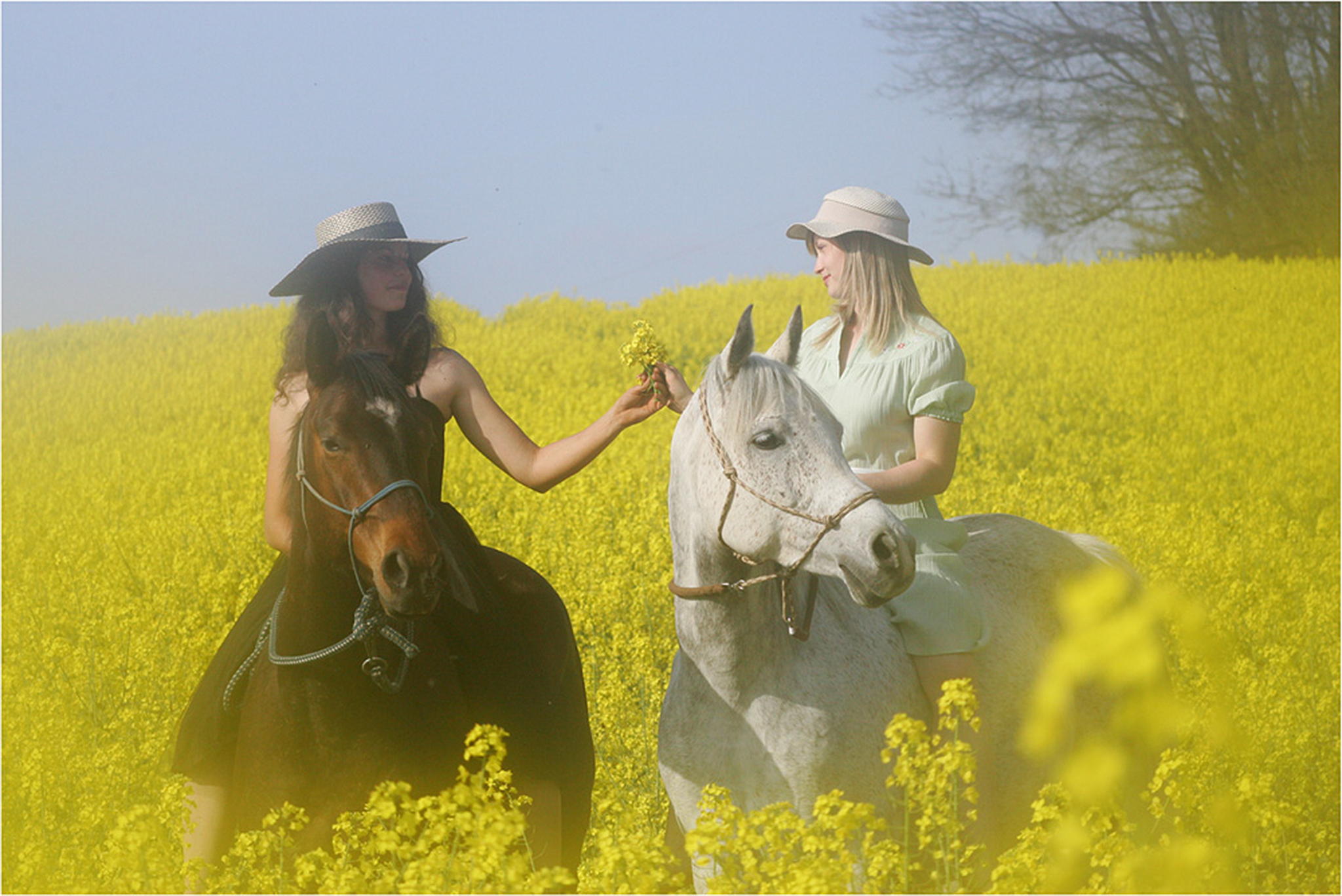 Im rapsfeld 01 6000850080 o