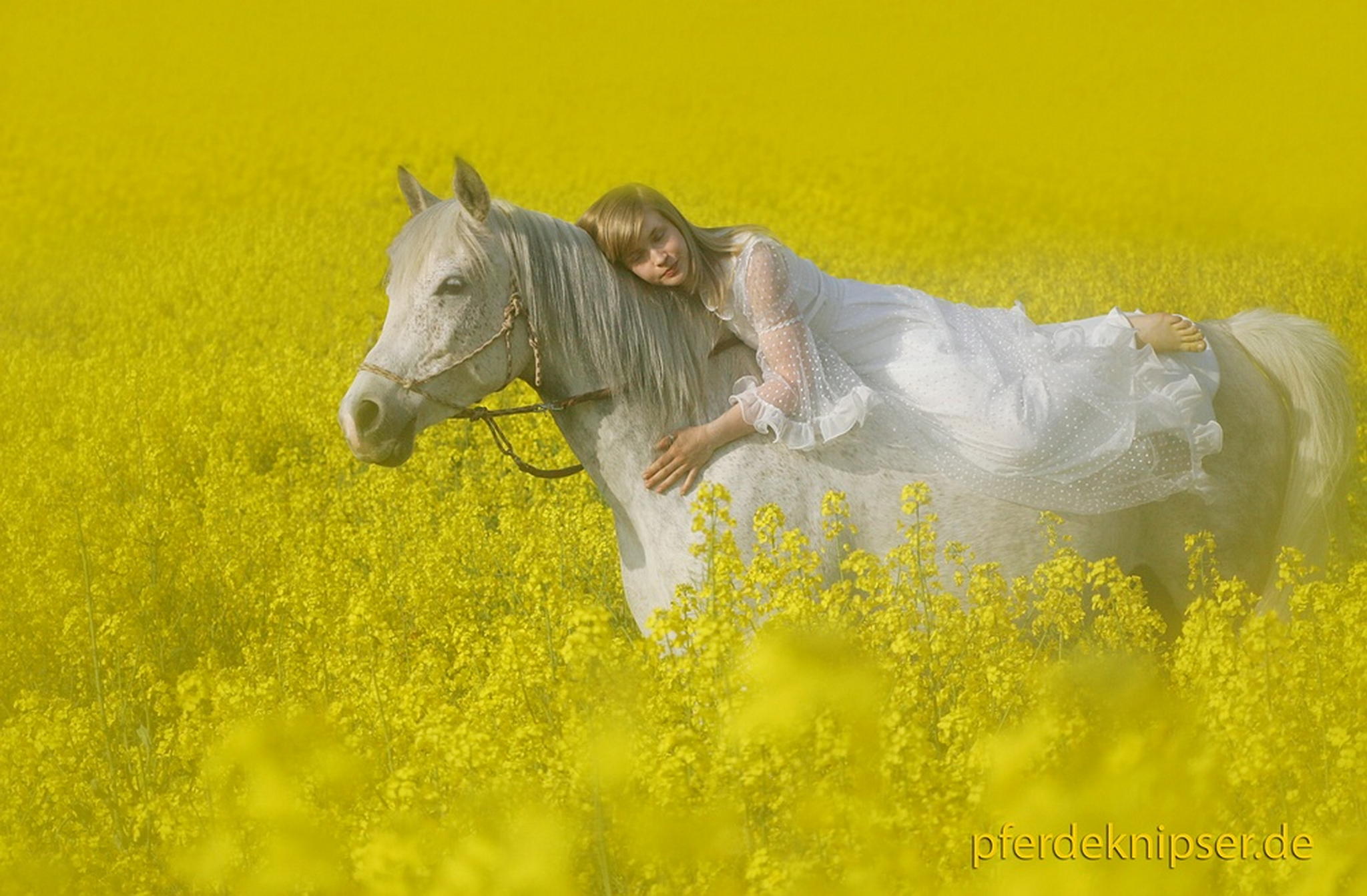 Im rapsfeld 6000294975 o