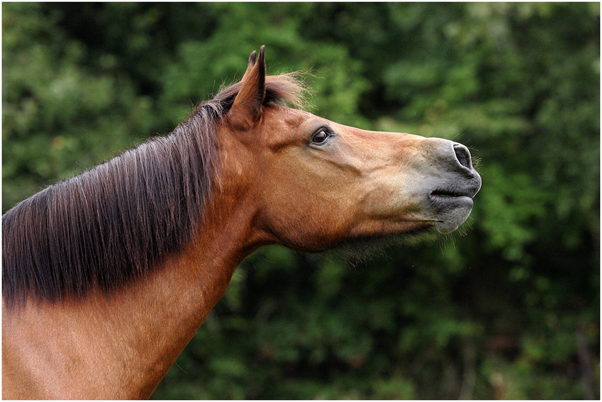 Isi lady 6001085589 o