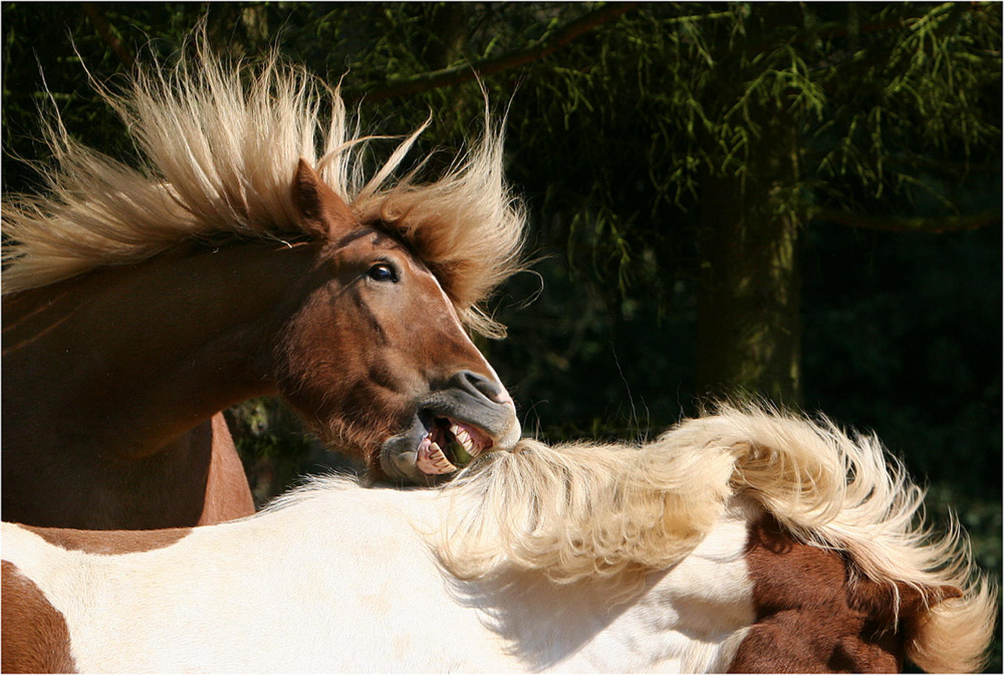 Isis sind nun mal so 6000431915 o