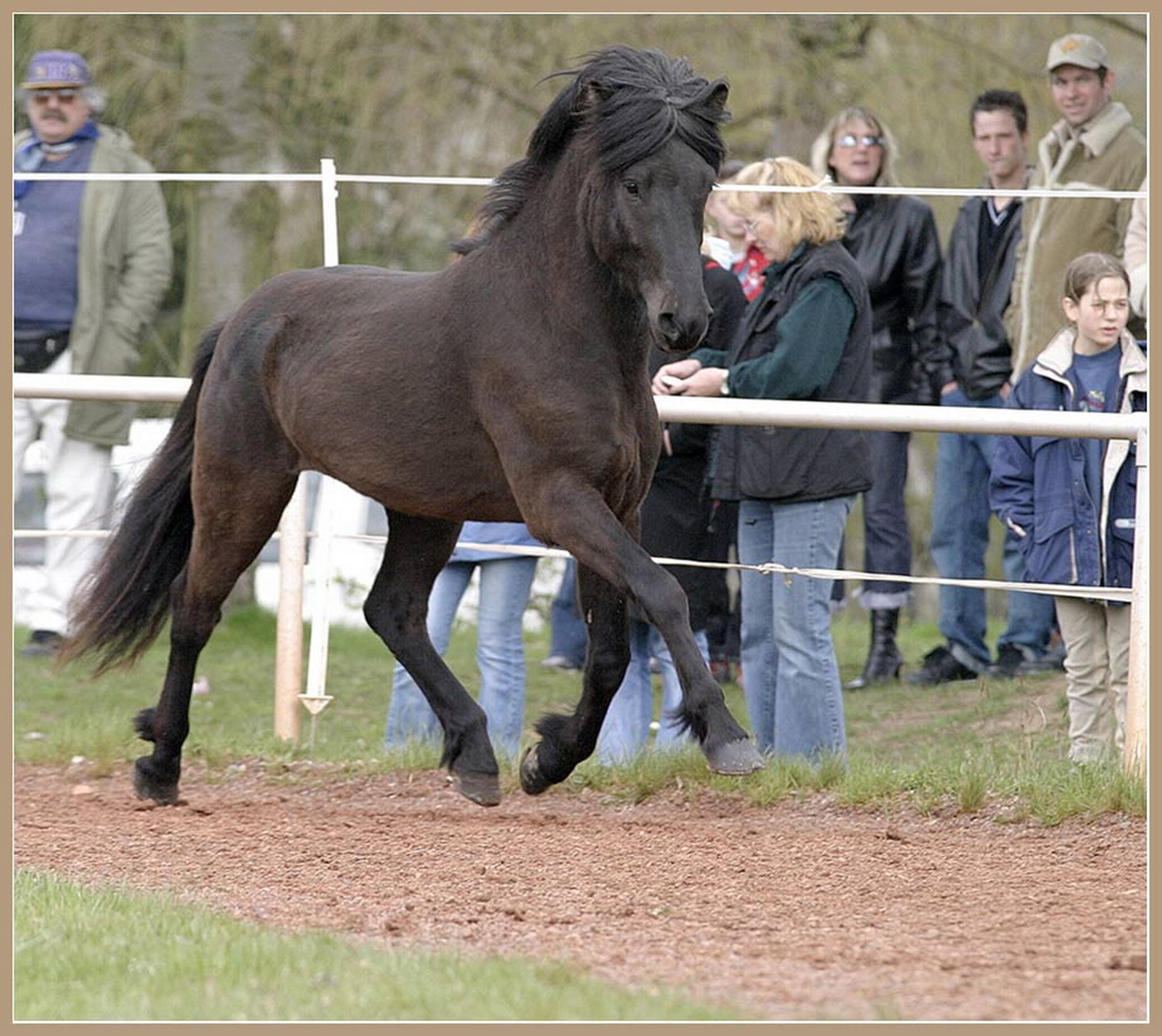 Islndischer kracher 6010258129 o