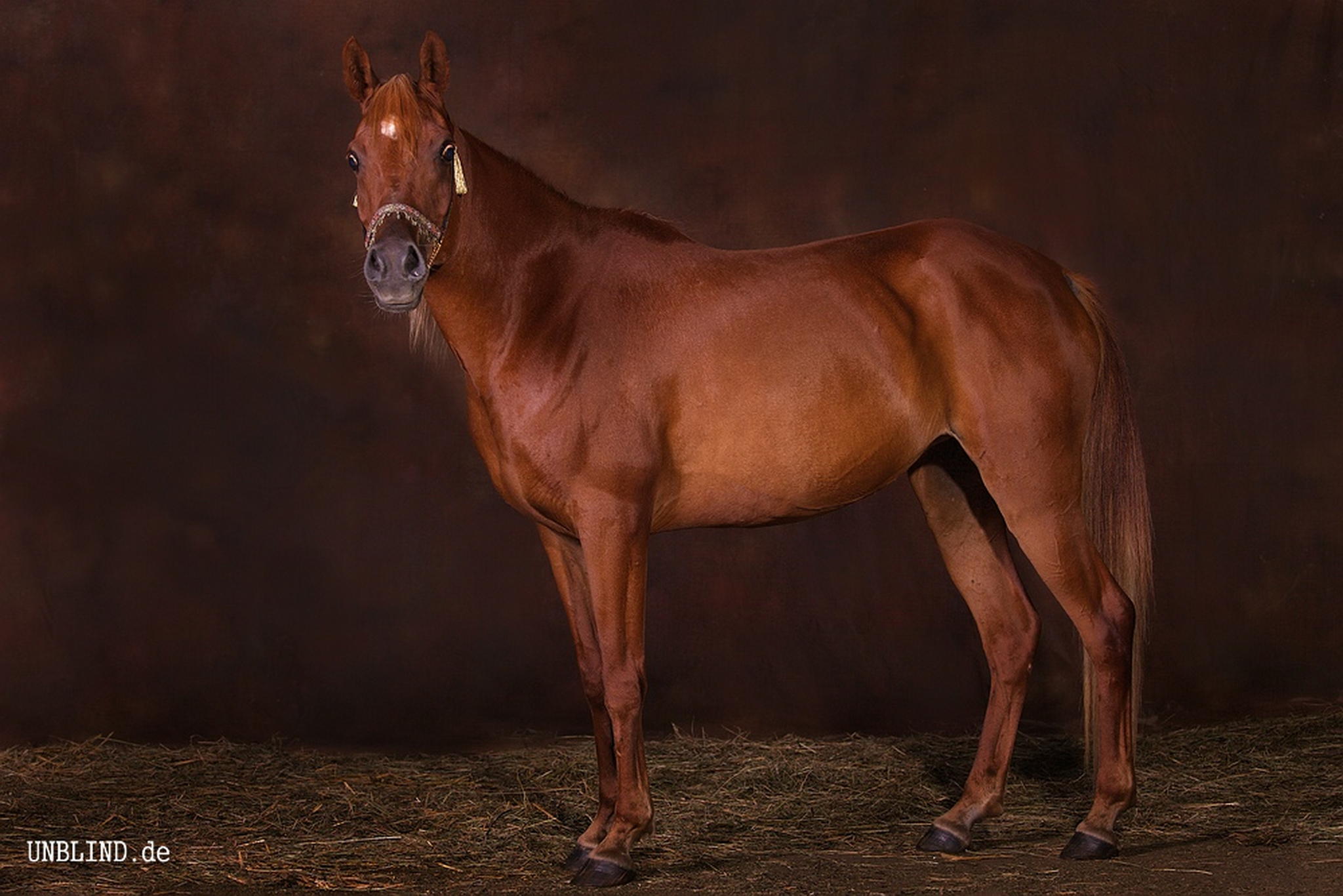 Junge araberstute 6005377653 o