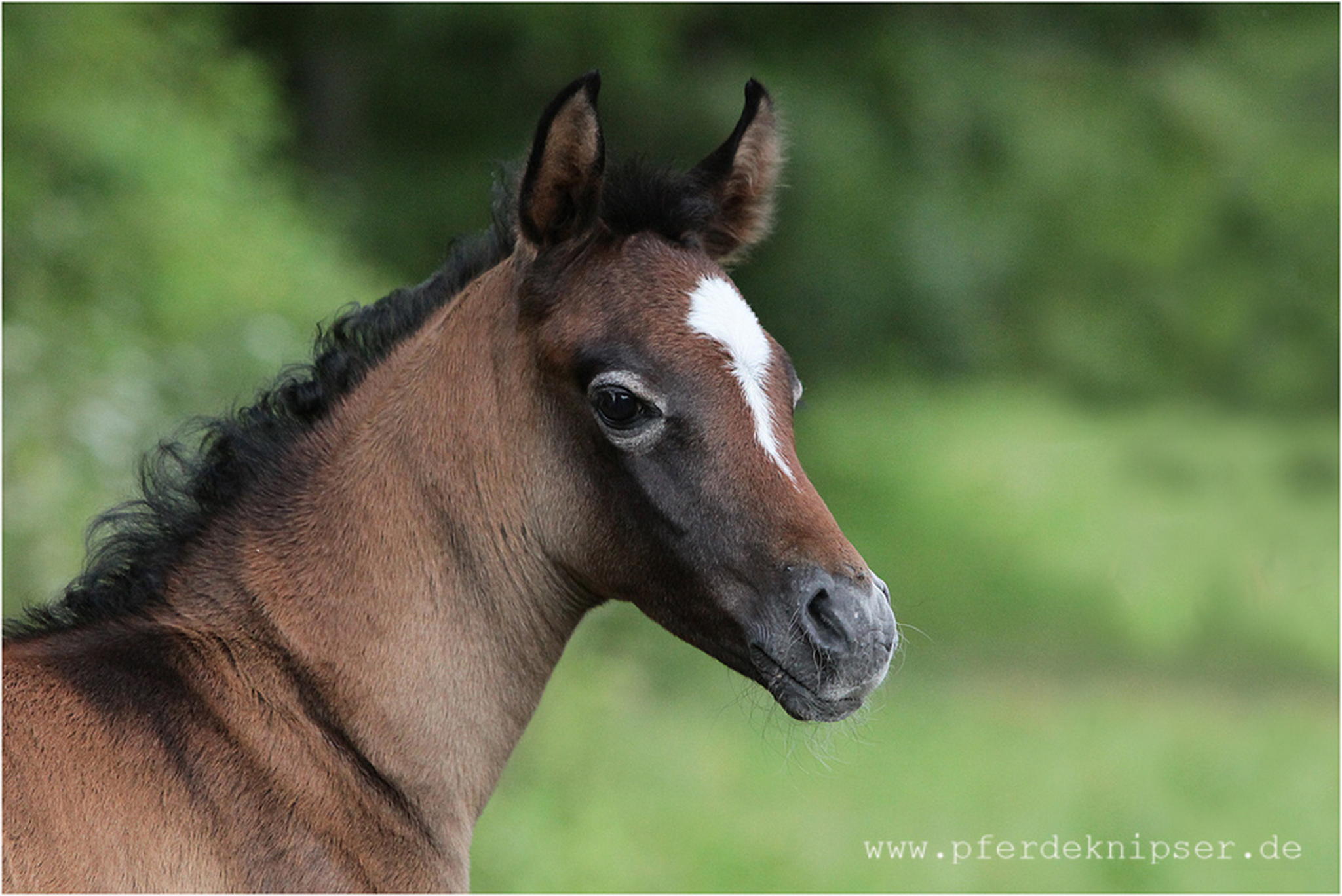 Kleiner araber 5999470714 o