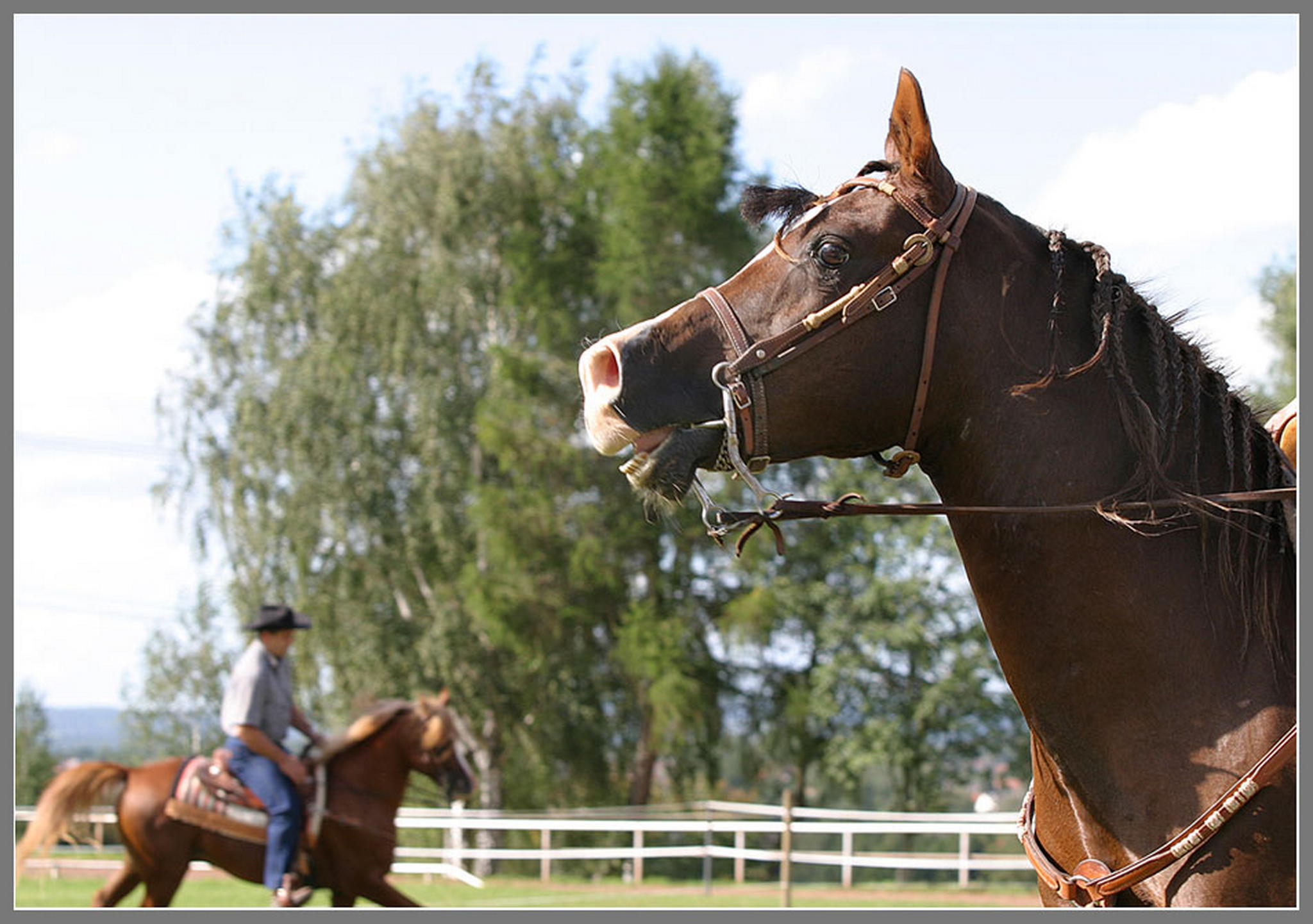 Landadel westernmig 6009834540 o