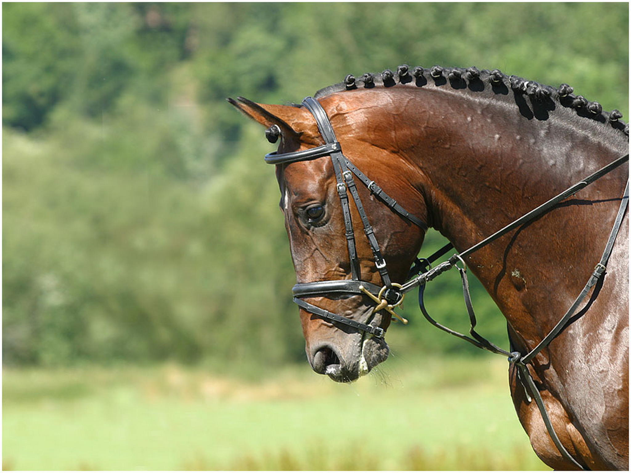 Landbeschler 6009699084 o