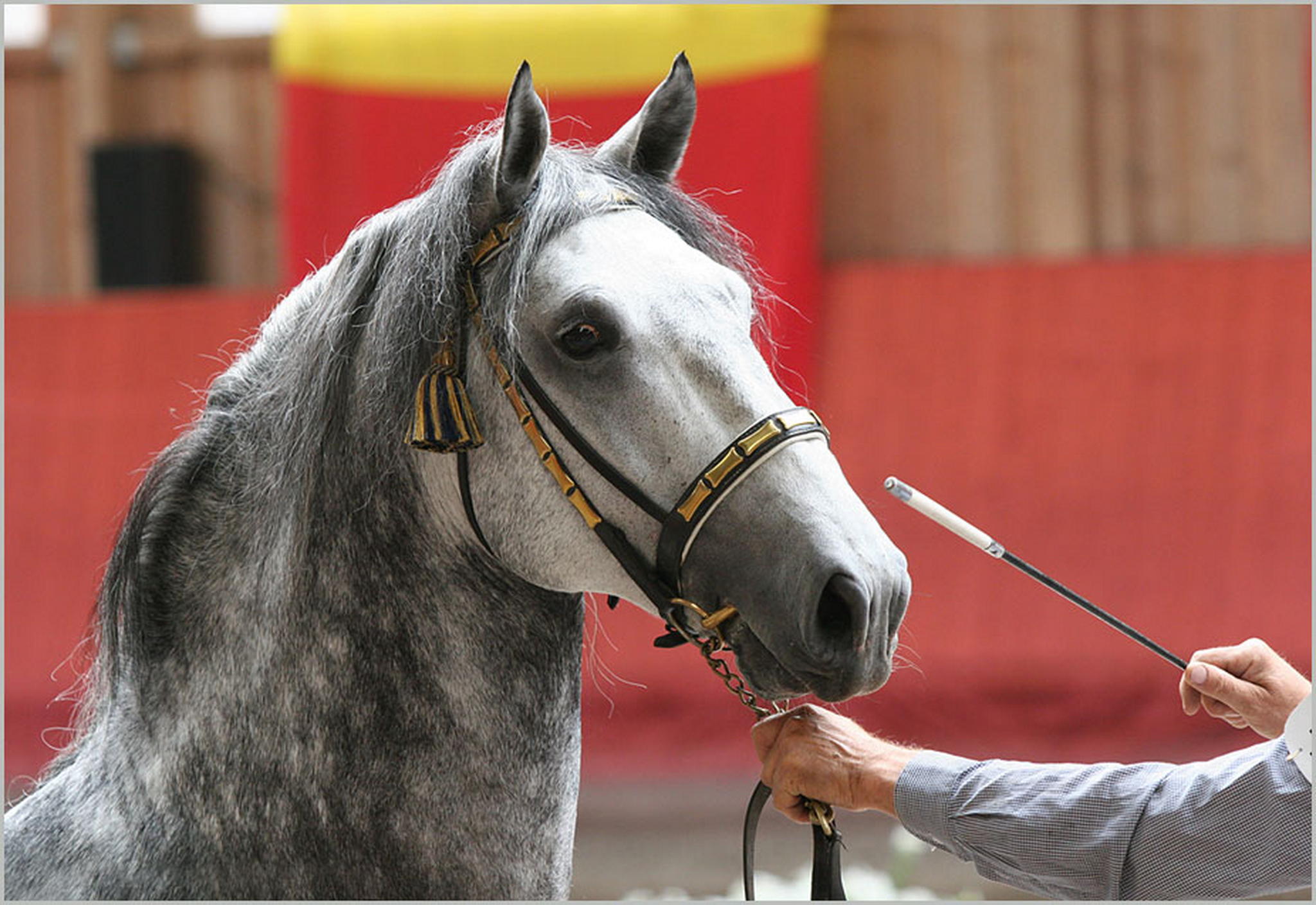 Lieber lipizzaner 6009148913 o