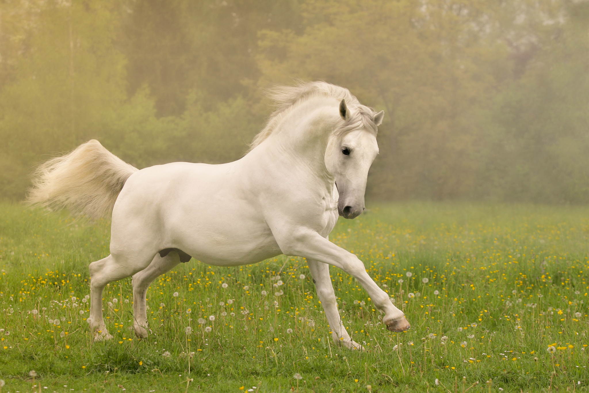 Lipizzaner 14211997625 o