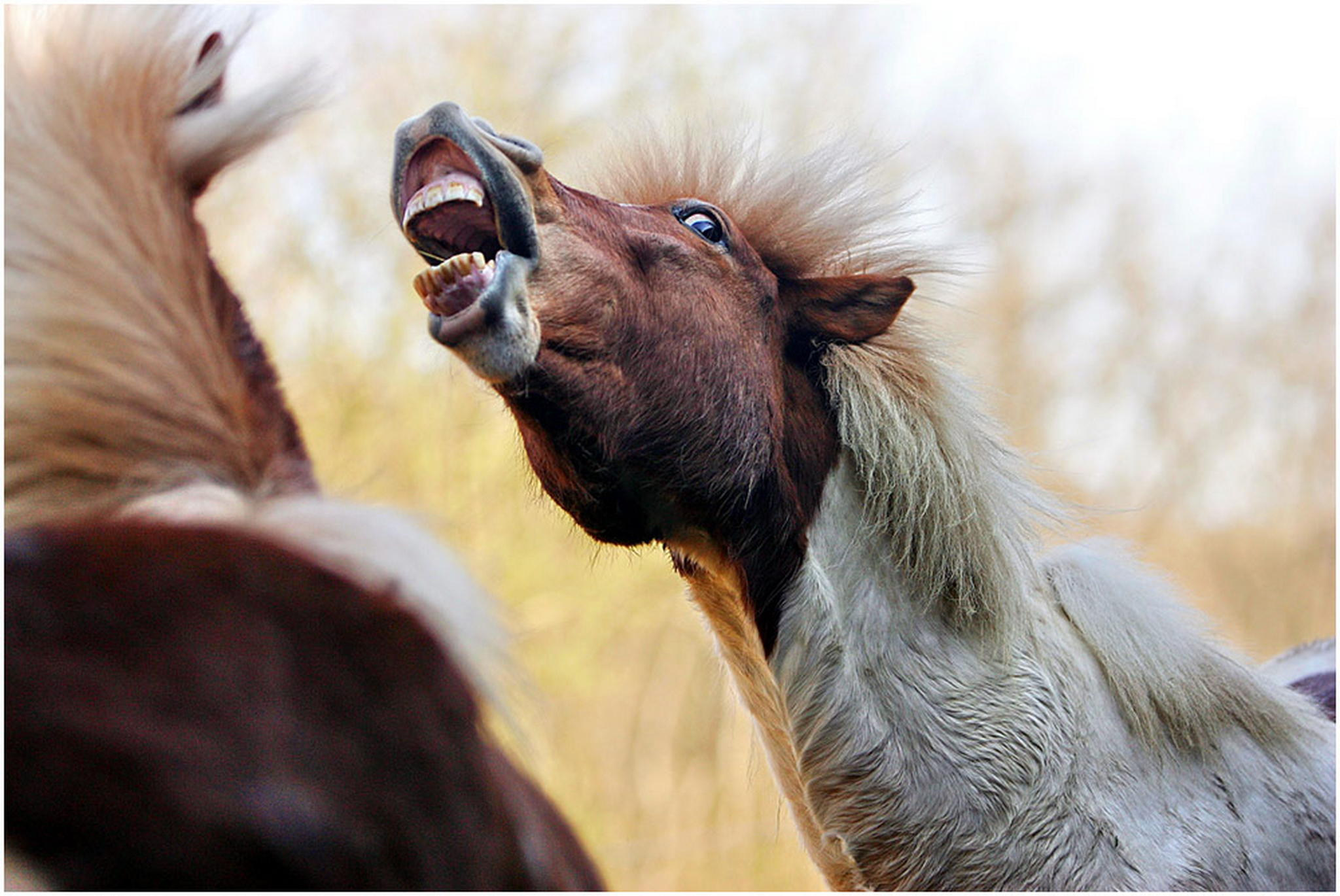 Luftnummer 6001001949 o