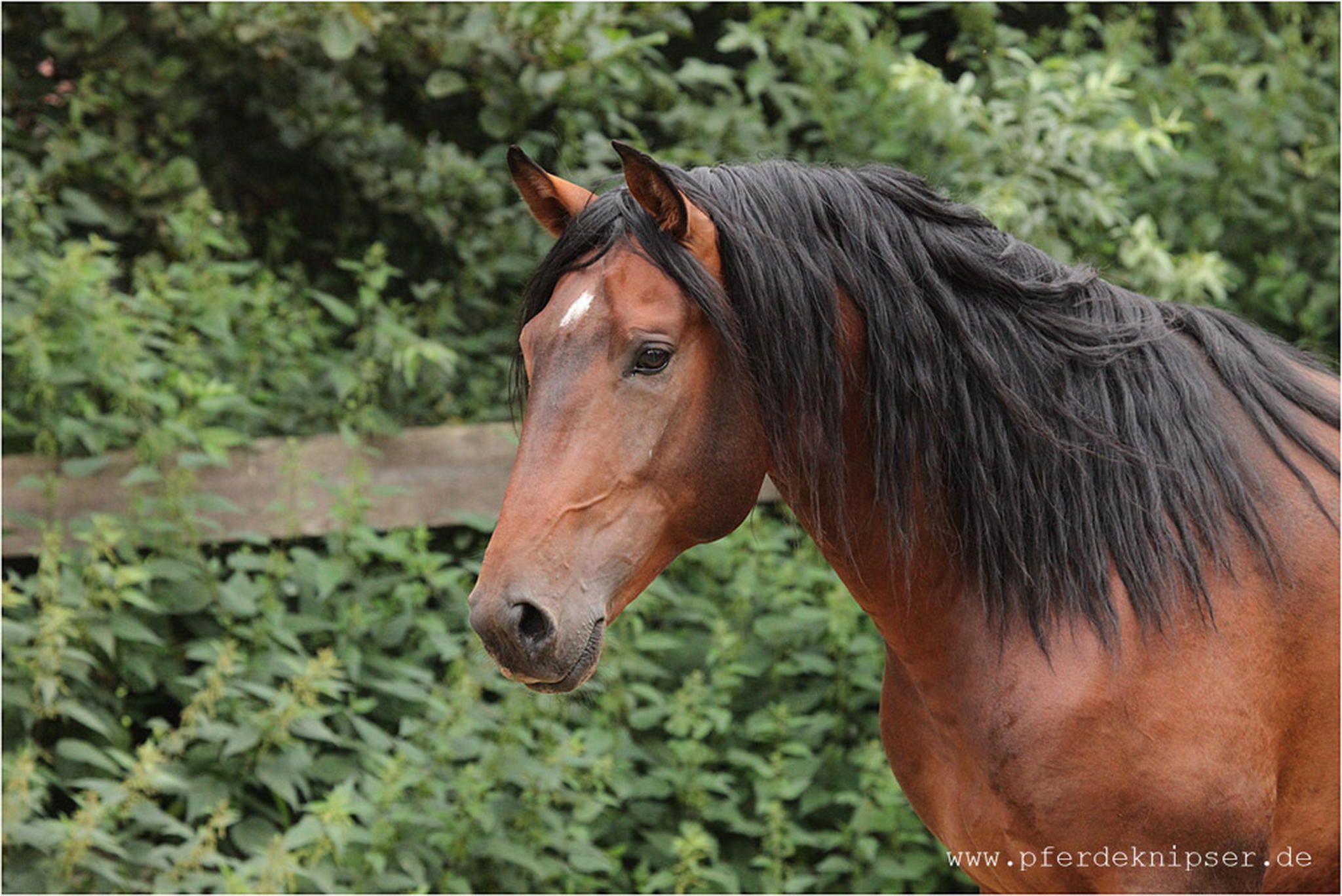 Lusitanoportrait 5999469042 o