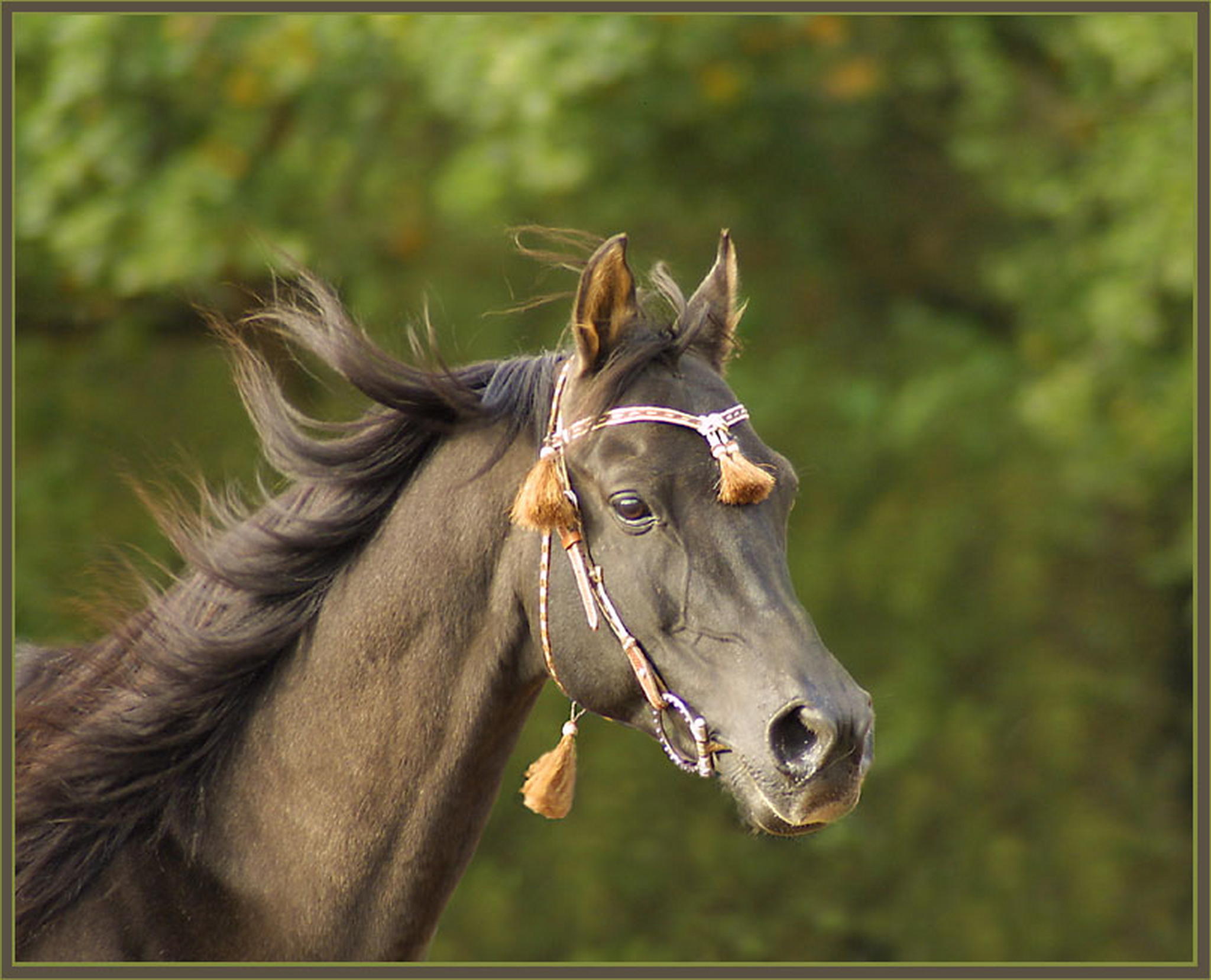 Mal wieder ein wstensohn 6010475139 o