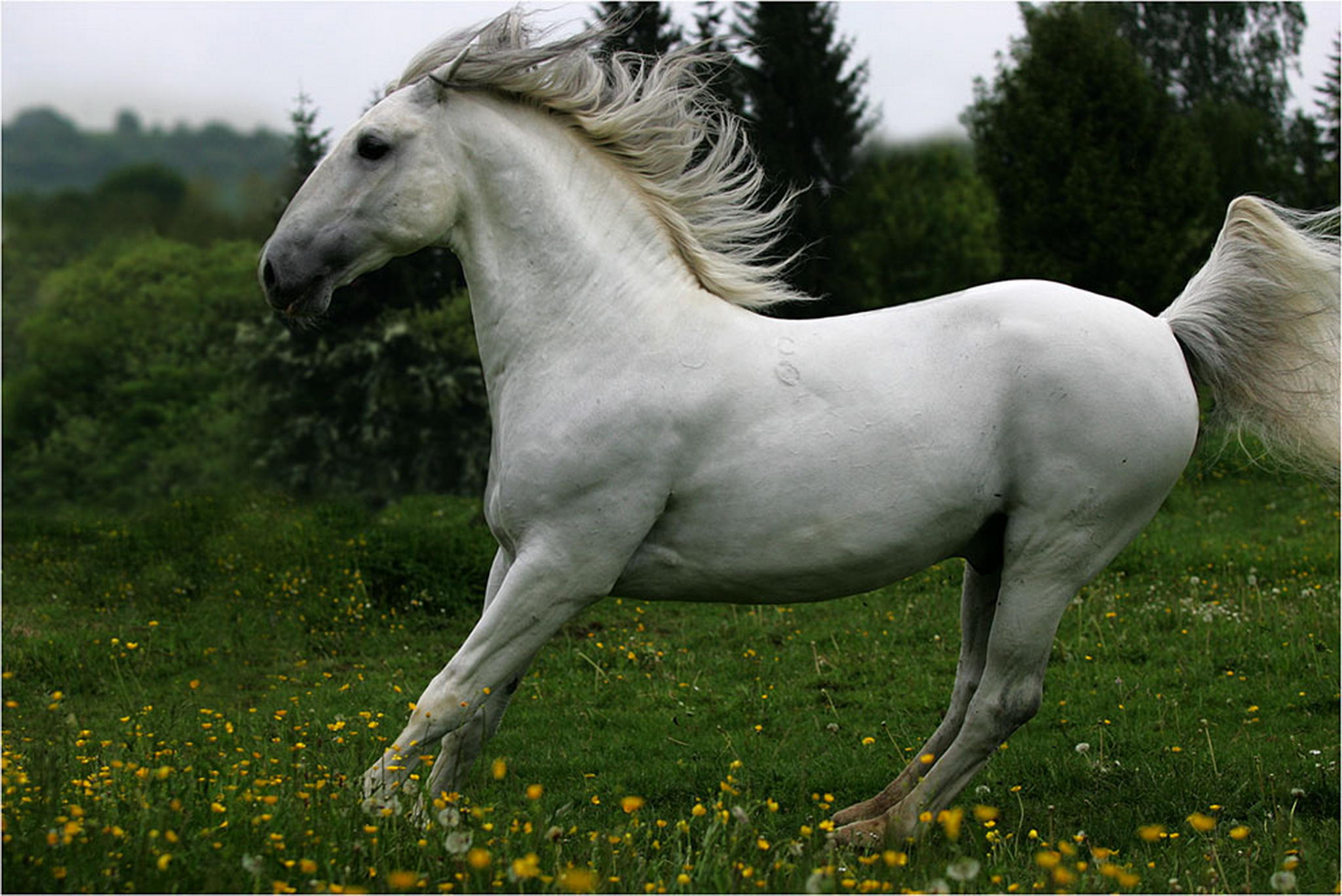 Mit abs 6010946092 o