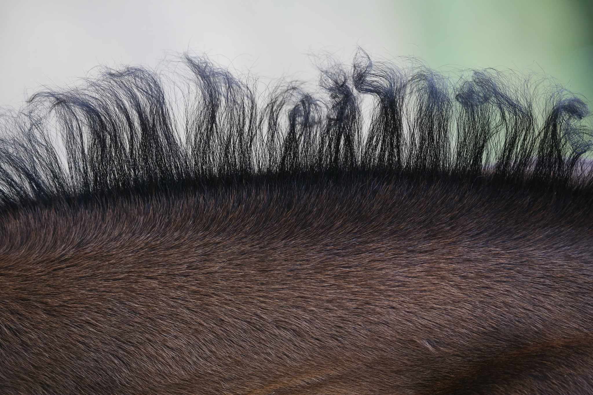 Naturlocken 28387281511 o