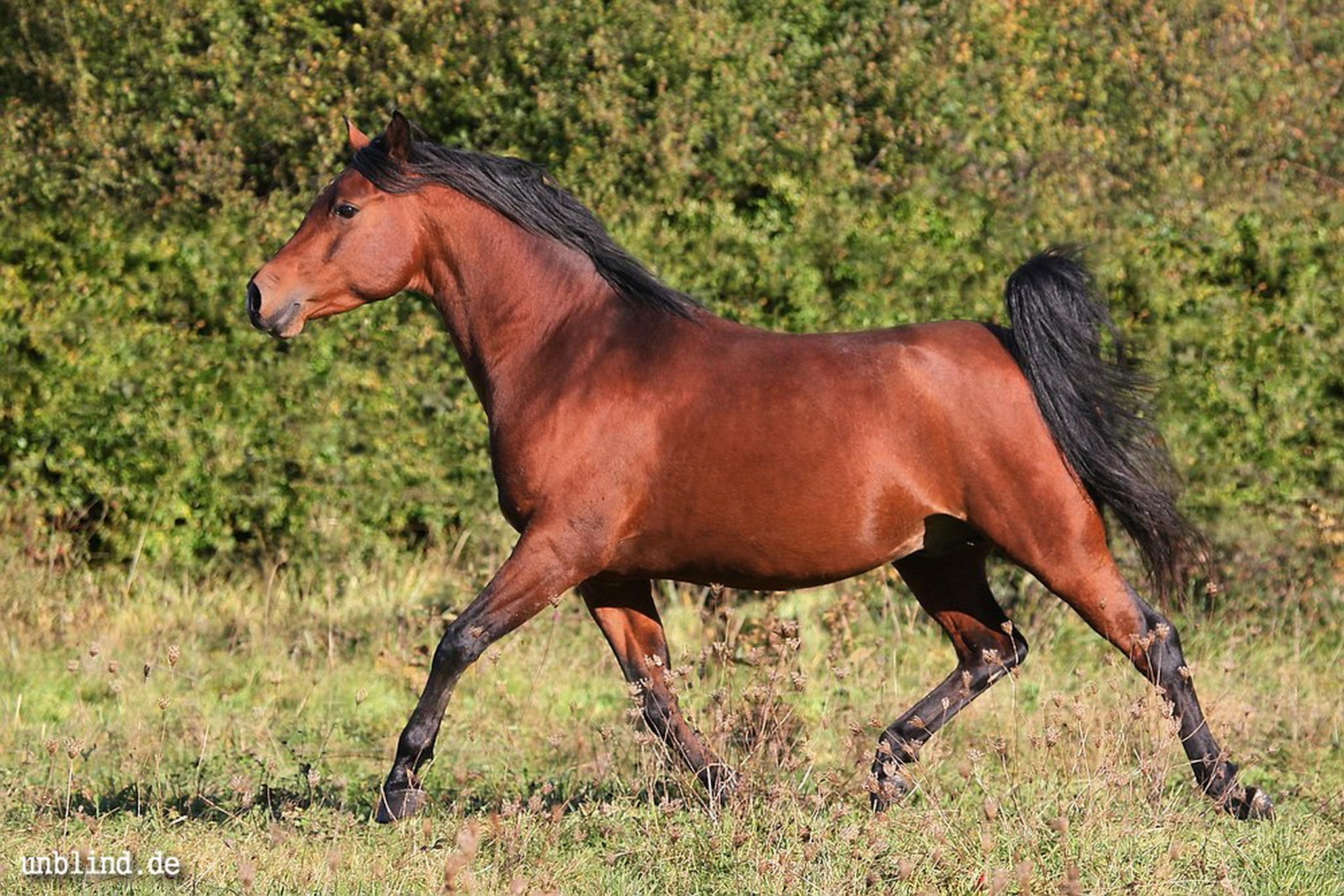 Nazeem ibn shameer 6295136147 o