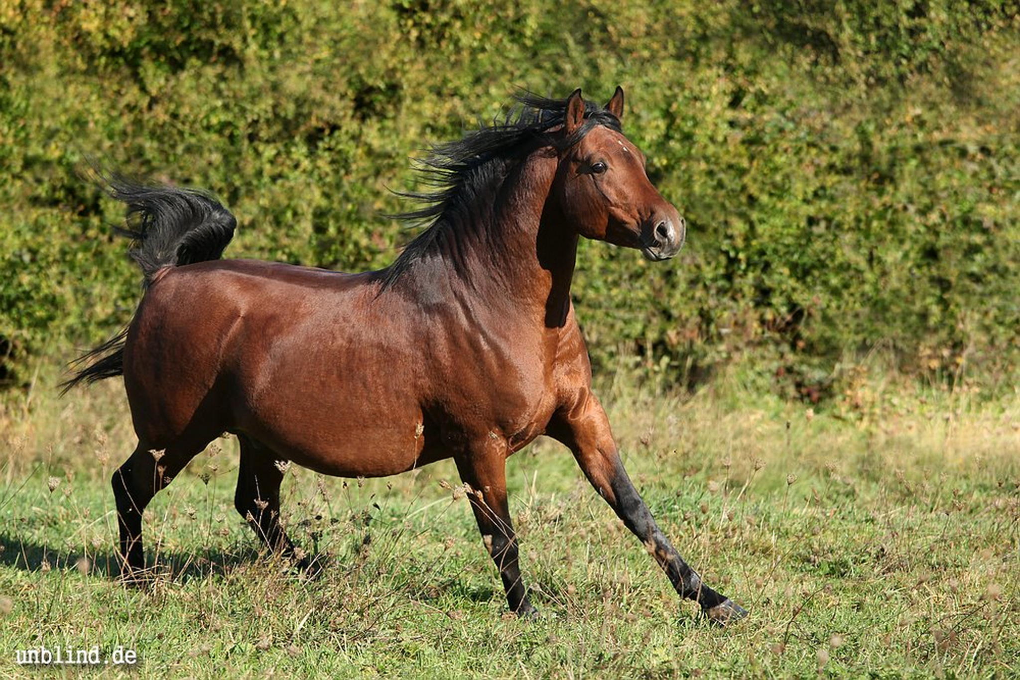 Nazeem ibn shameer 6295137249 o